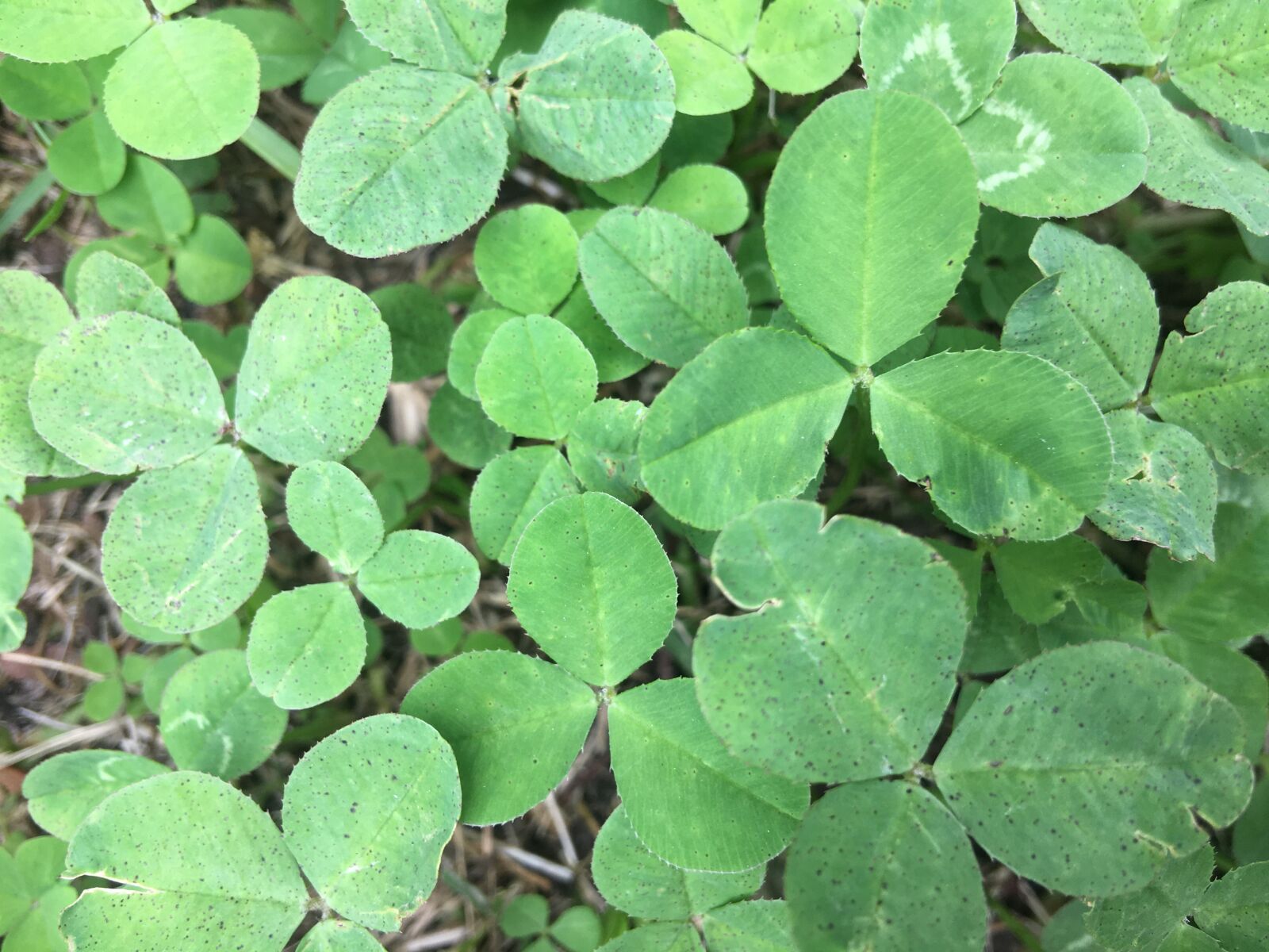 iPhone 6s Plus back camera 4.15mm f/2.2 sample photo. Nature, leaf, close-up photograph photography