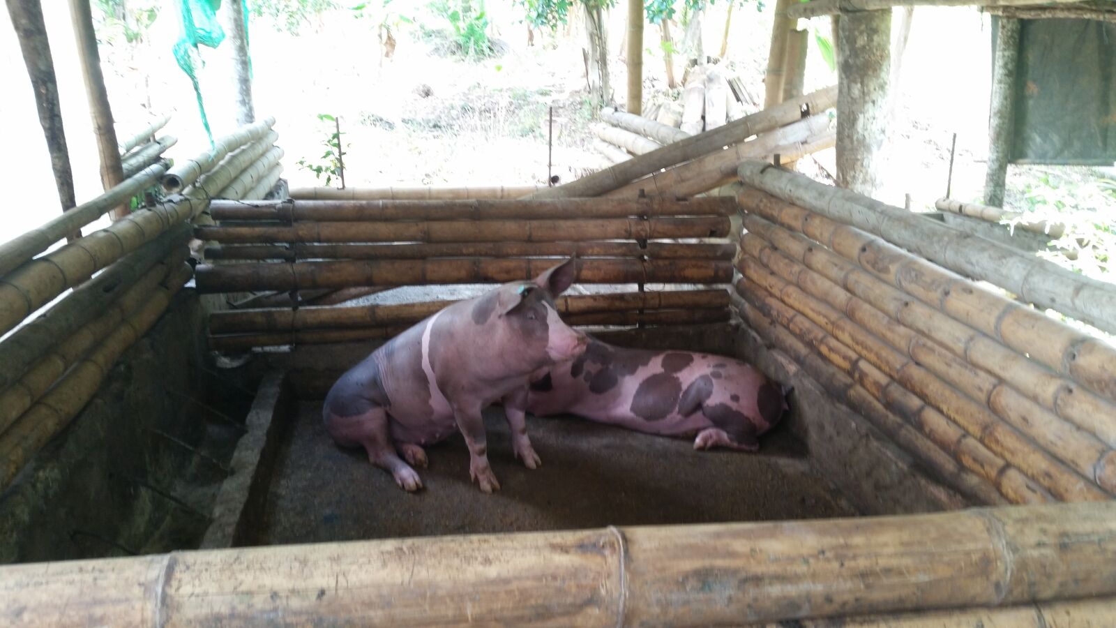 Samsung Galaxy S5 sample photo. Cerdos, finca, porcinos photography