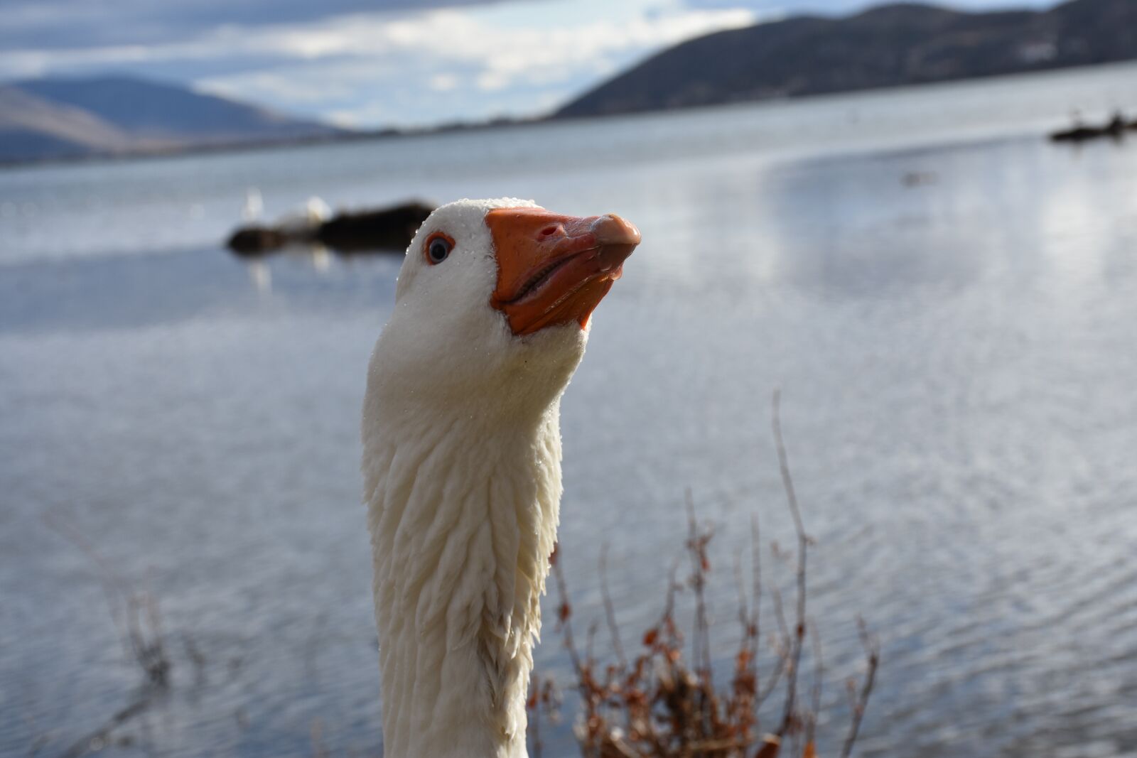 Nikon D7200 sample photo. Kastoria, duck, greece photography