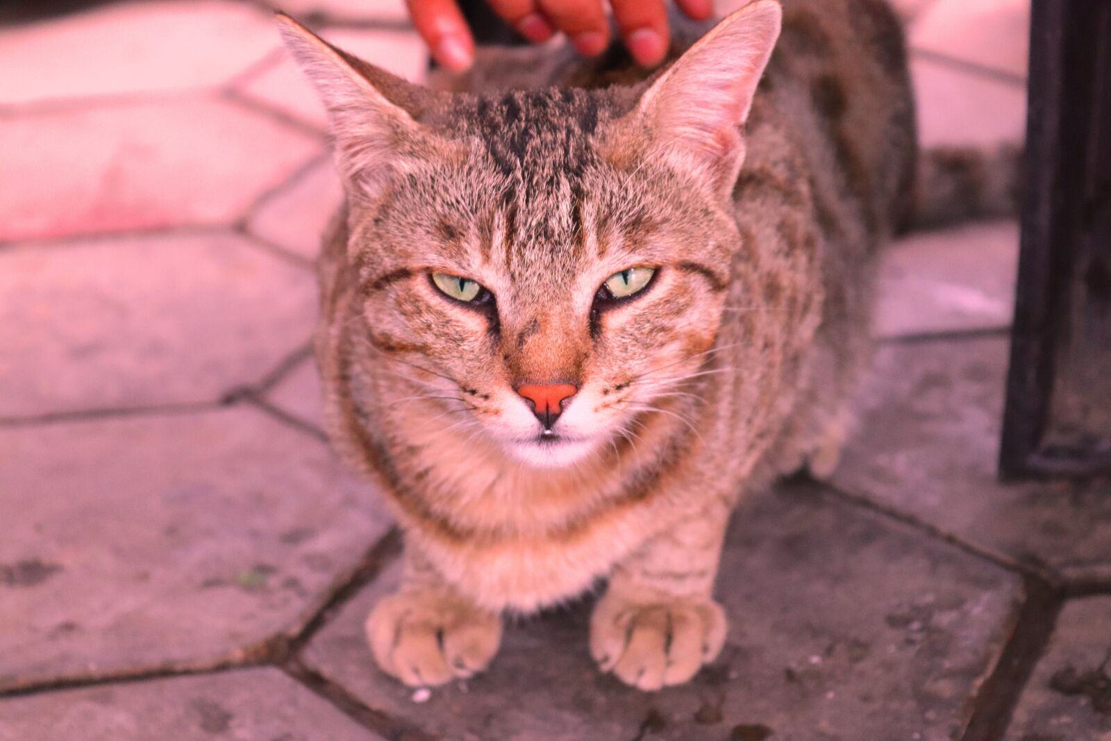 Canon EOS 200D (EOS Rebel SL2 / EOS Kiss X9) sample photo. Cat, feline, kitten photography