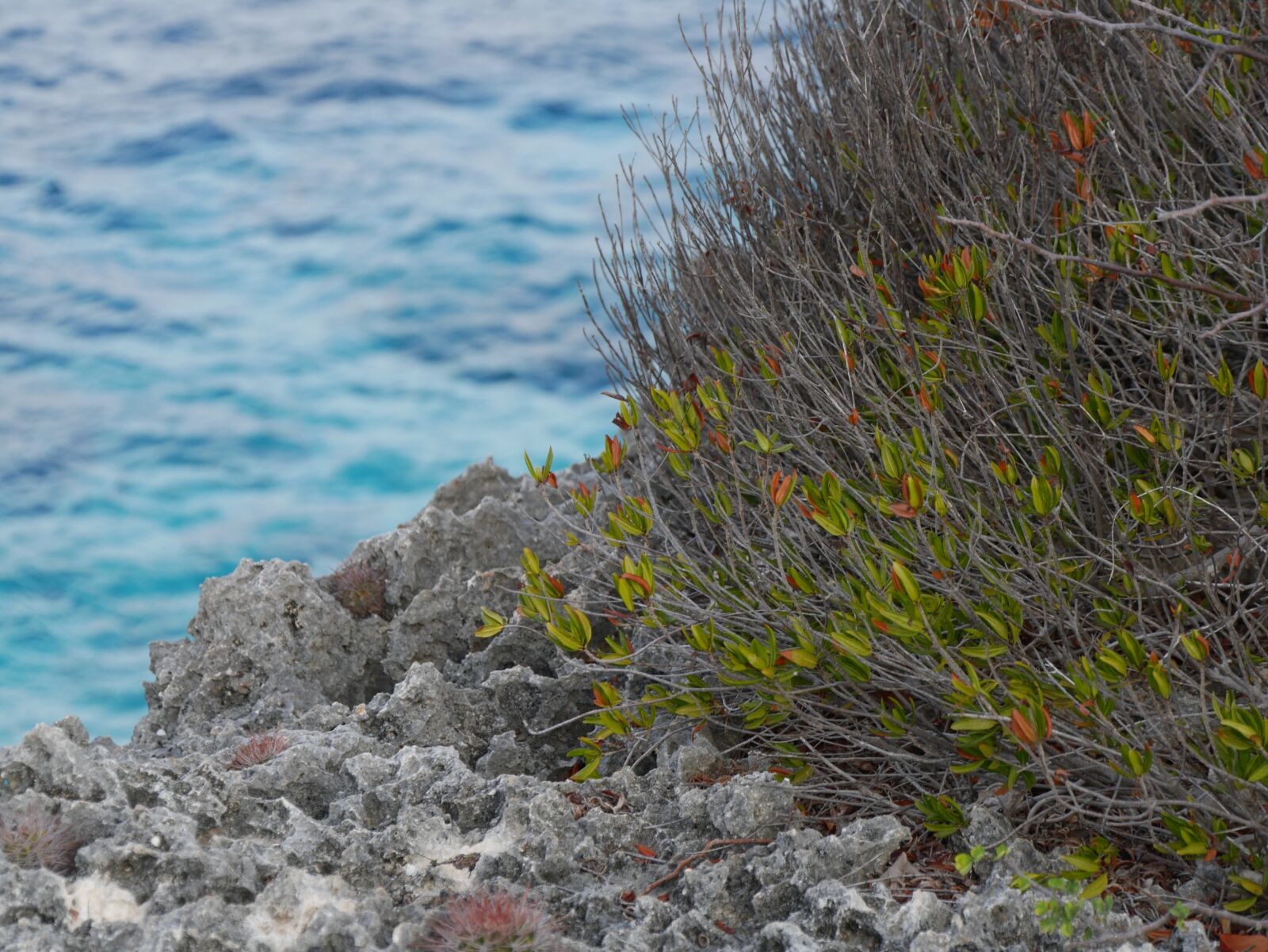 Panasonic Lumix DMC-G7 sample photo. Rock, plant, sea photography