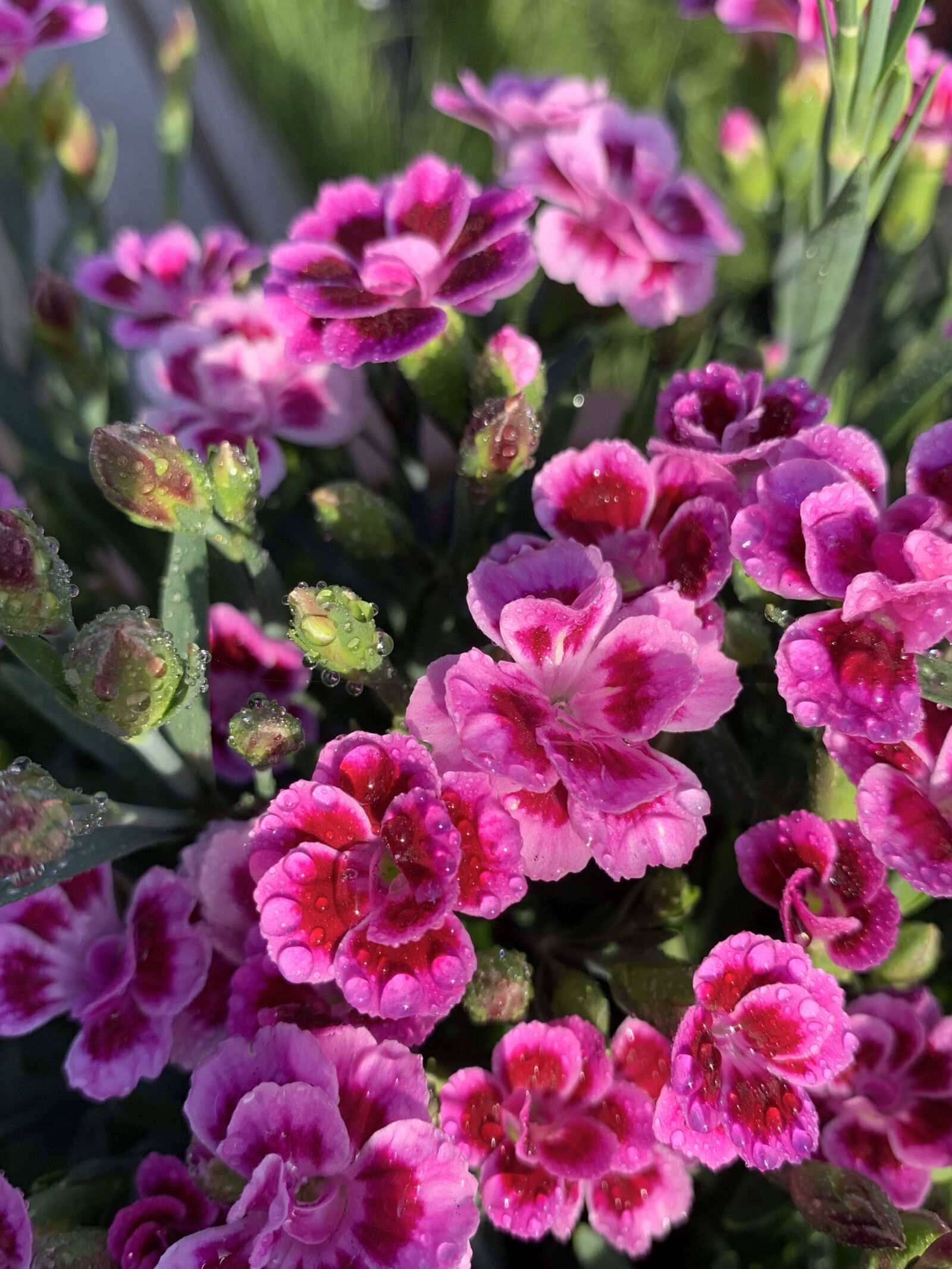 Apple iPhone XS sample photo. Flowers, natural, flora photography