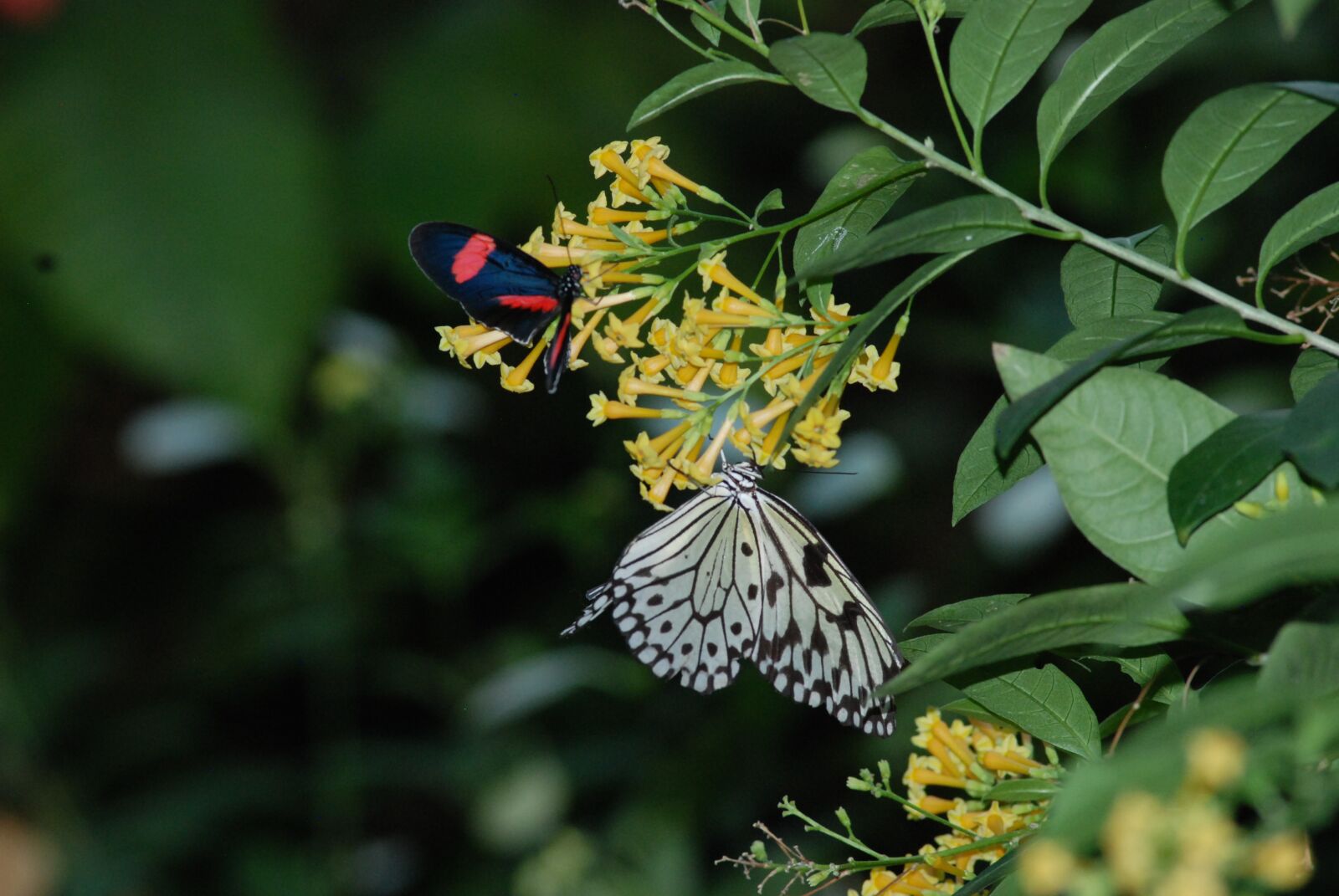 Nikon D80 sample photo. Butterfly, feeding, wings spread photography
