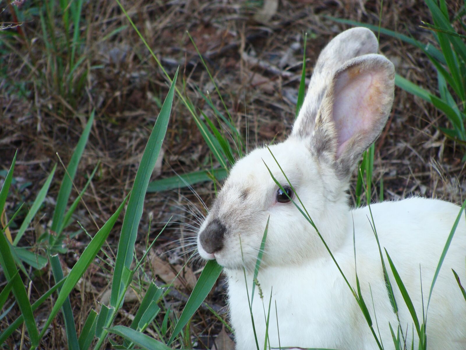 Sony DSC-H3 sample photo. Rabbit, white, bunny photography