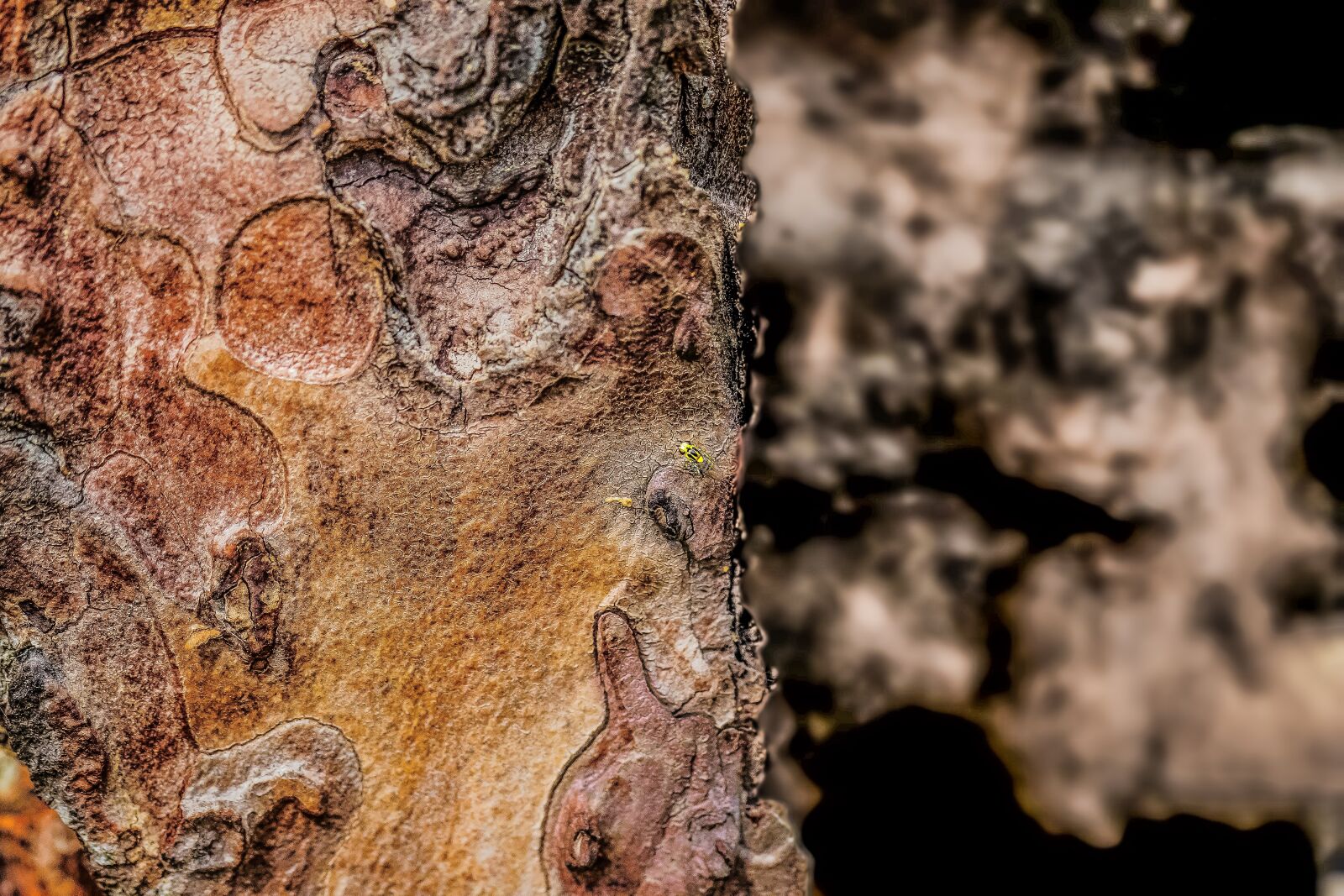 Canon EOS 7D Mark II sample photo. Tree, face, nature photography