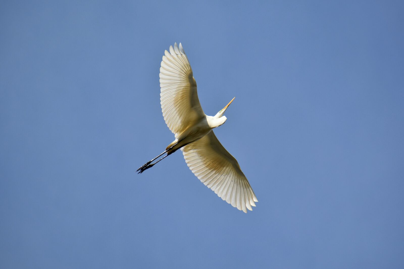 Nikon D7200 sample photo. Animal, sky, bird photography
