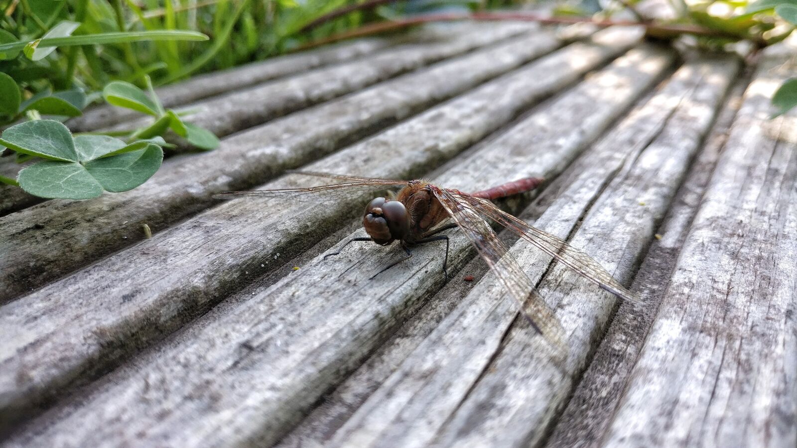 OnePlus A3003 sample photo. Dragonfly, garden, insect photography