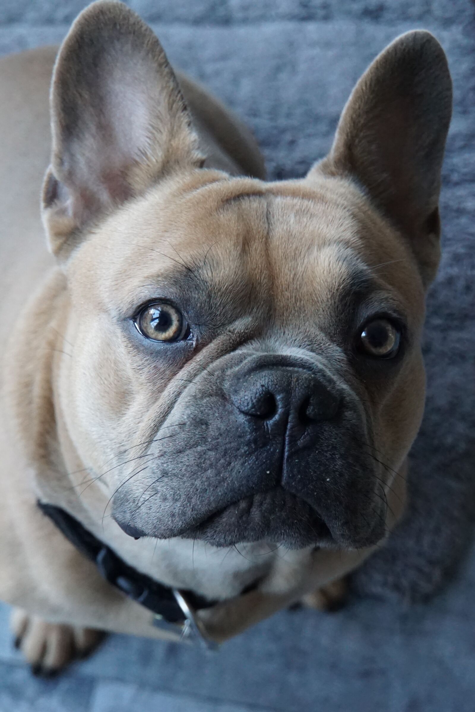Sony a6000 sample photo. Dog, dog head, animal photography
