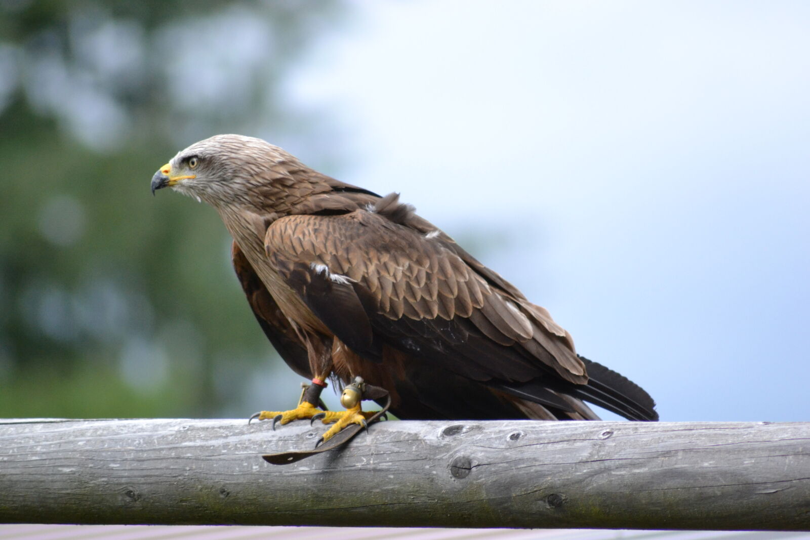 Nikon D3100 sample photo. Animal, park, birds, of photography