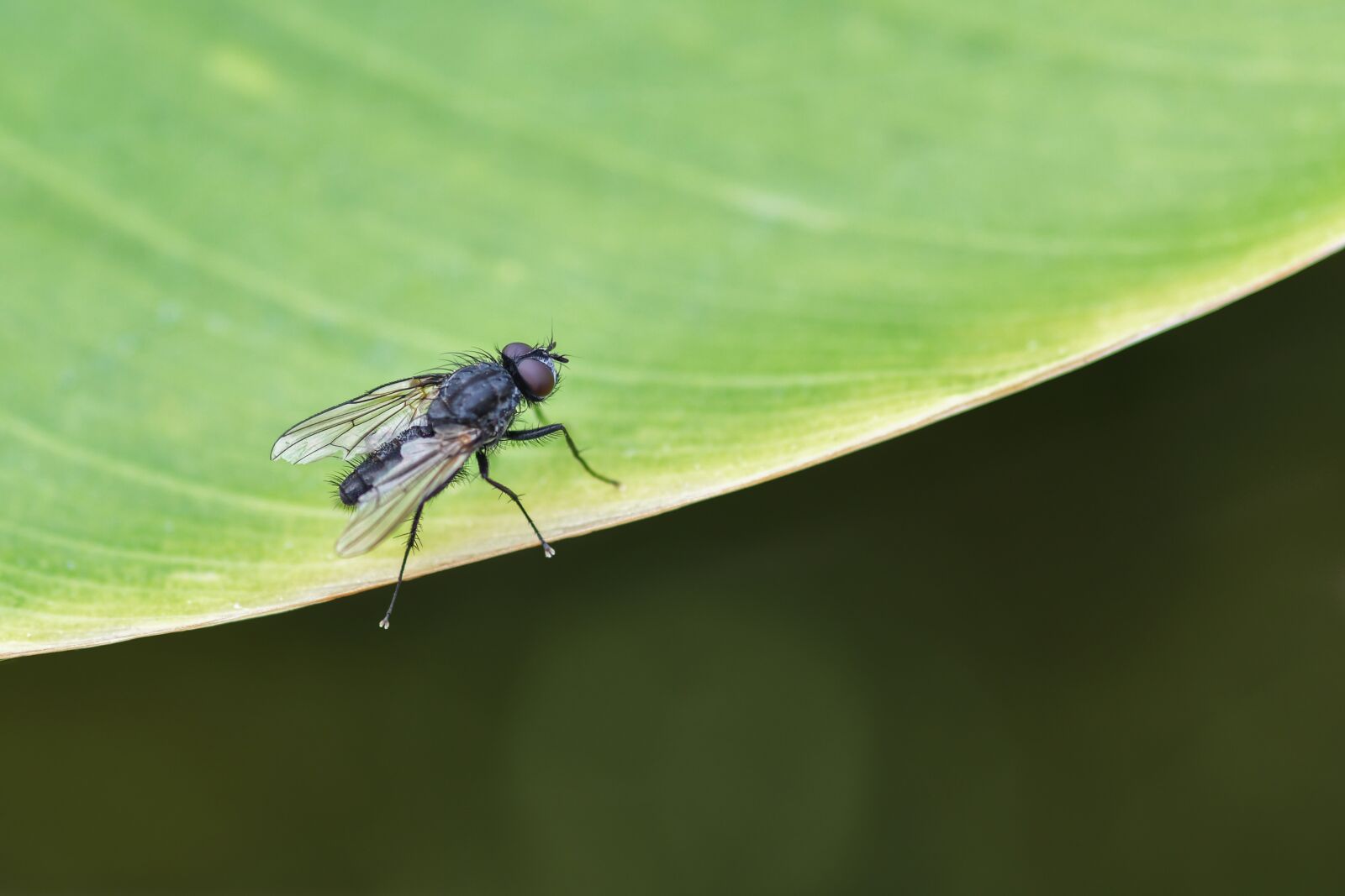 Tokina AT-X Pro 100mm F2.8 Macro sample photo. Fly, insect, leaf photography