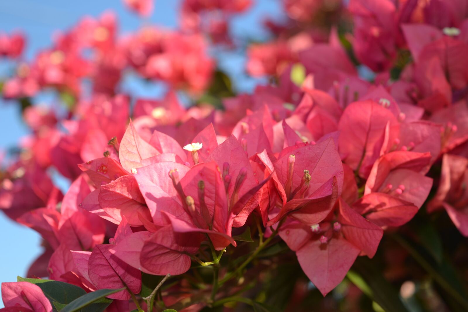 Nikon D3100 sample photo. Flowers, spring, rosa photography
