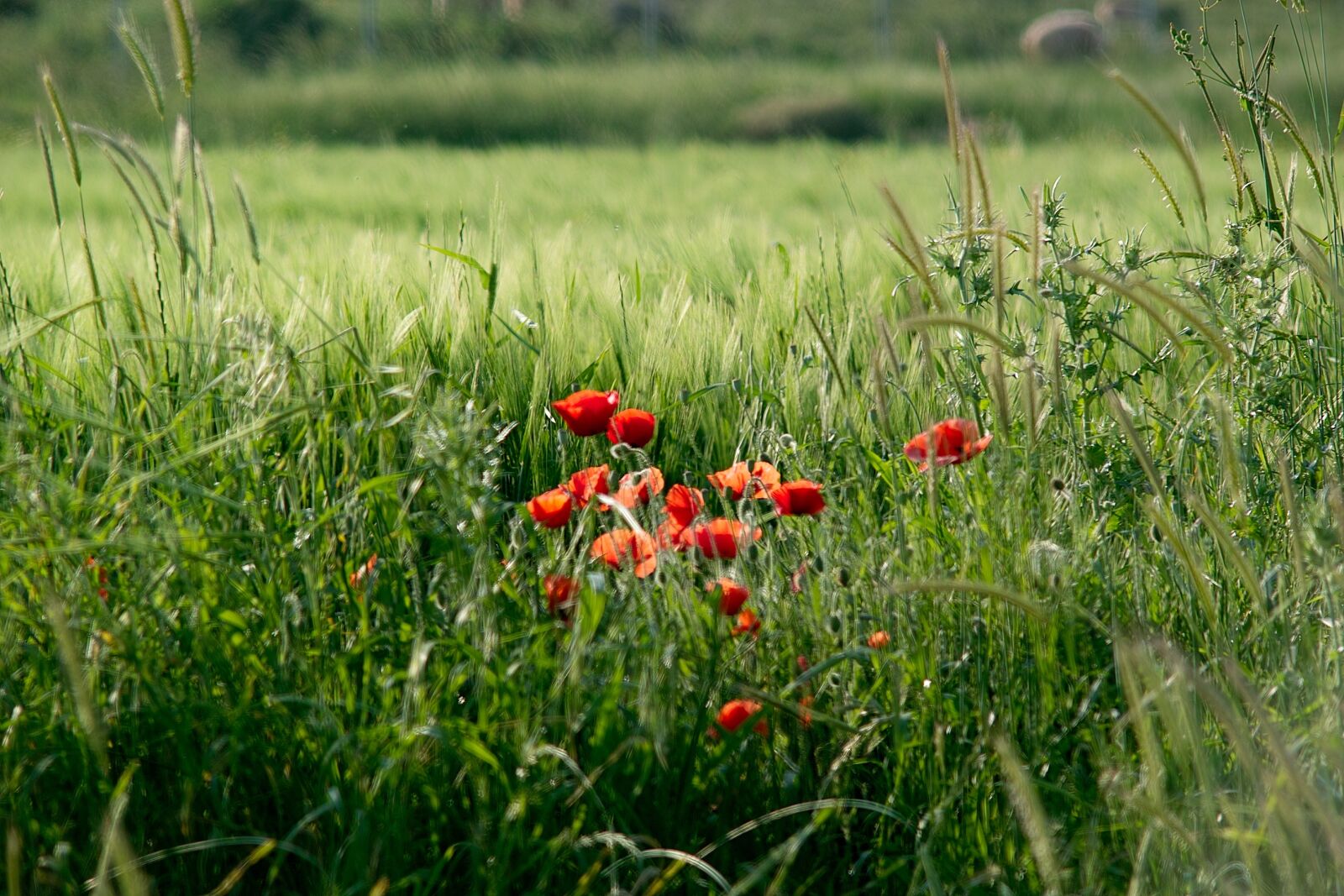 Sigma SD14 sample photo. Flowers, grass, red photography