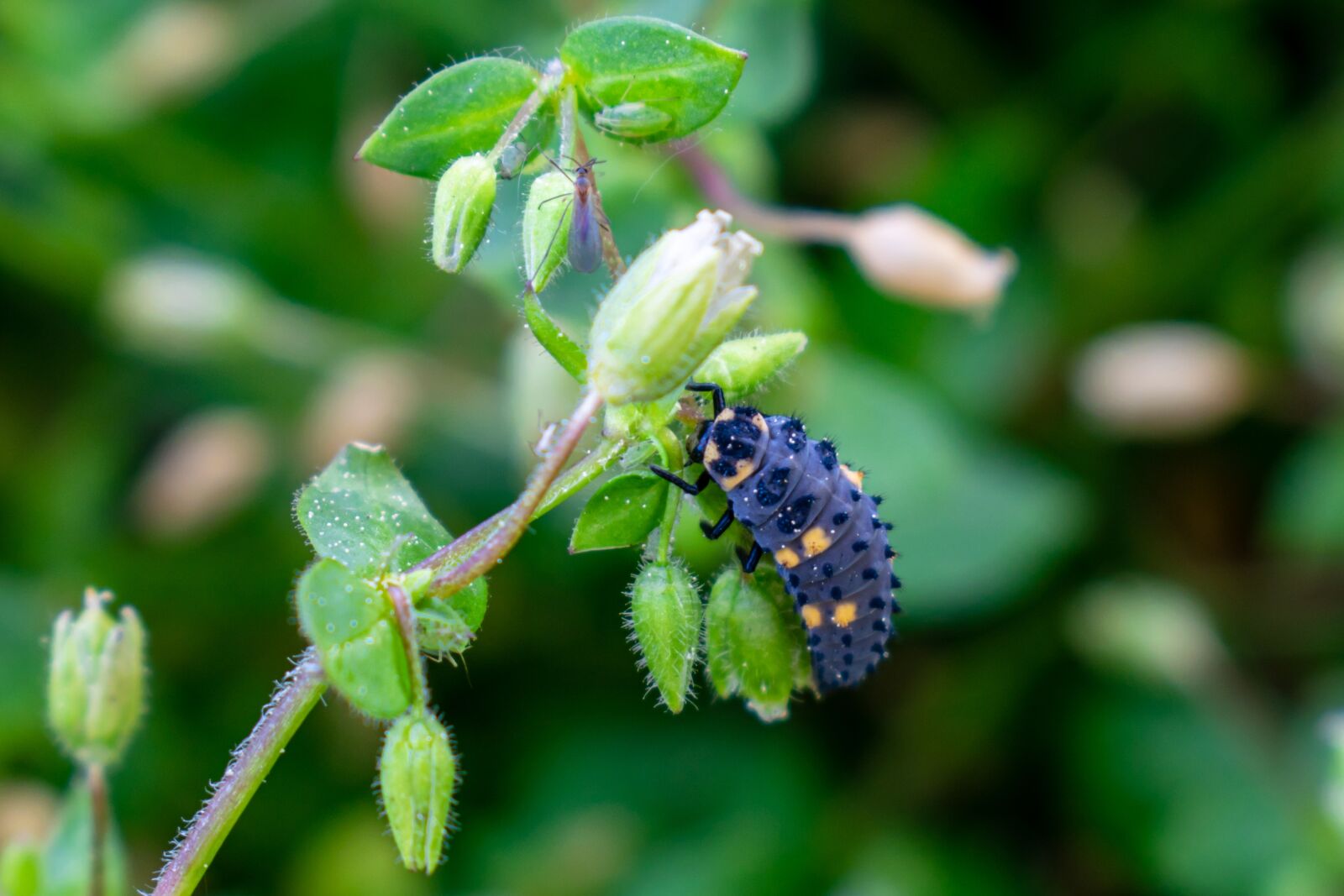 Nikon D5300 sample photo. Larva, ladybug, seven-spot-ladybird-larva photography