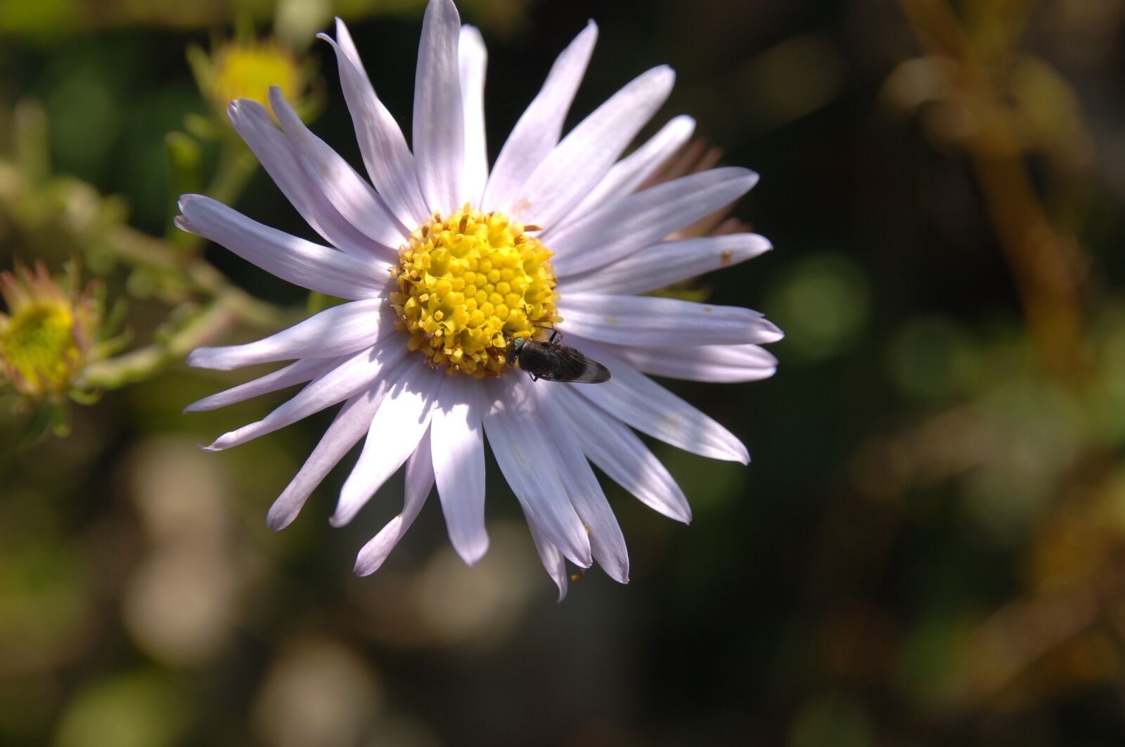Nikon D2Xs sample photo. Their mums, bee, flowers photography