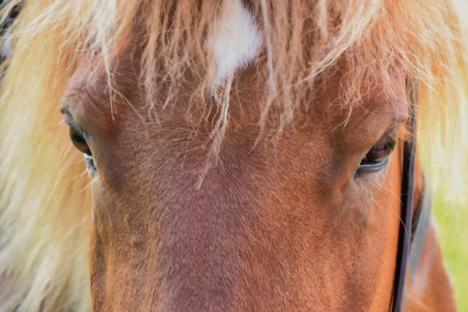 Nikon D5300 sample photo. Horse, forehead, animal photography