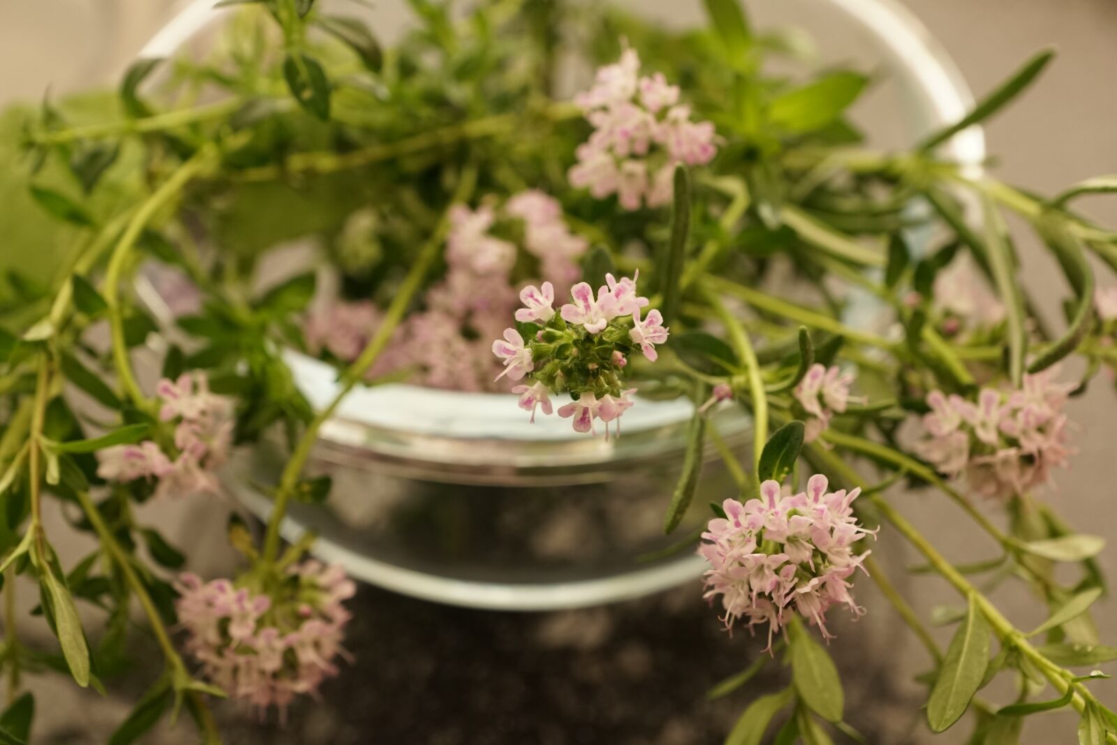 Sony ILCA-77M2 + Sony DT 16-50mm F2.8 SSM sample photo. Thyme, summer, herb photography