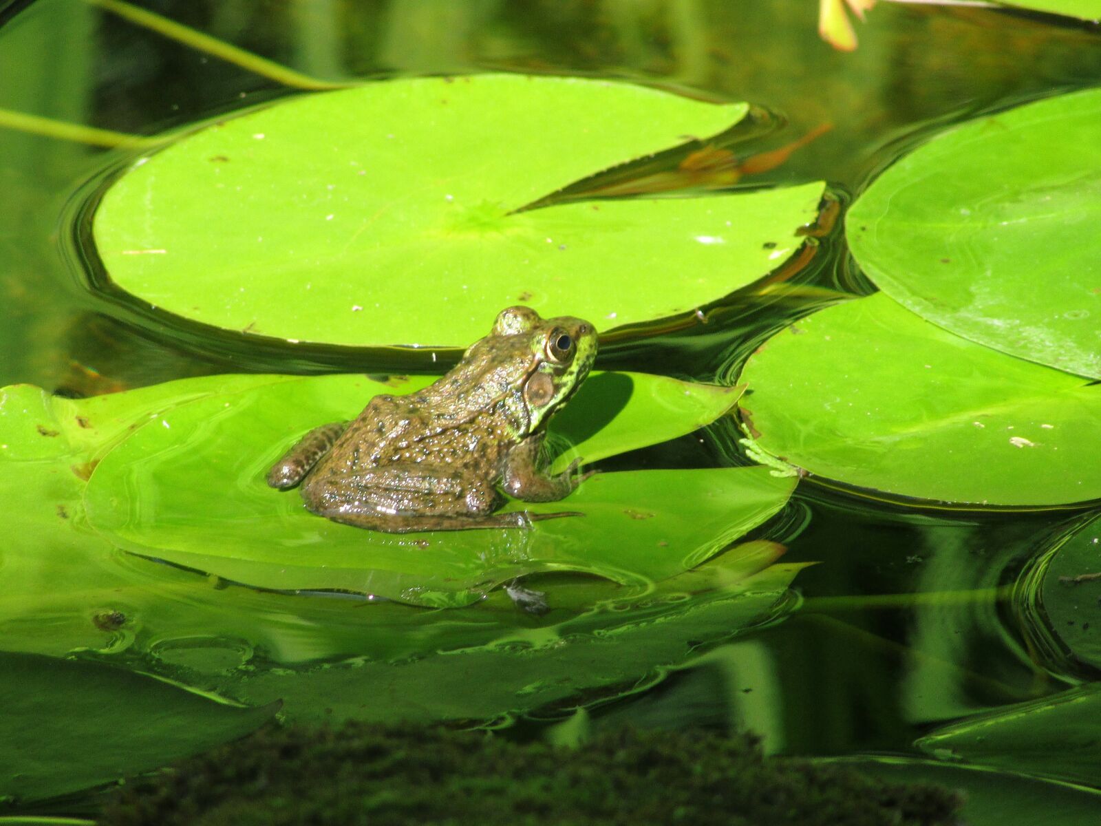 Canon PowerShot SX400 IS sample photo. Frog, pond, amphibian photography