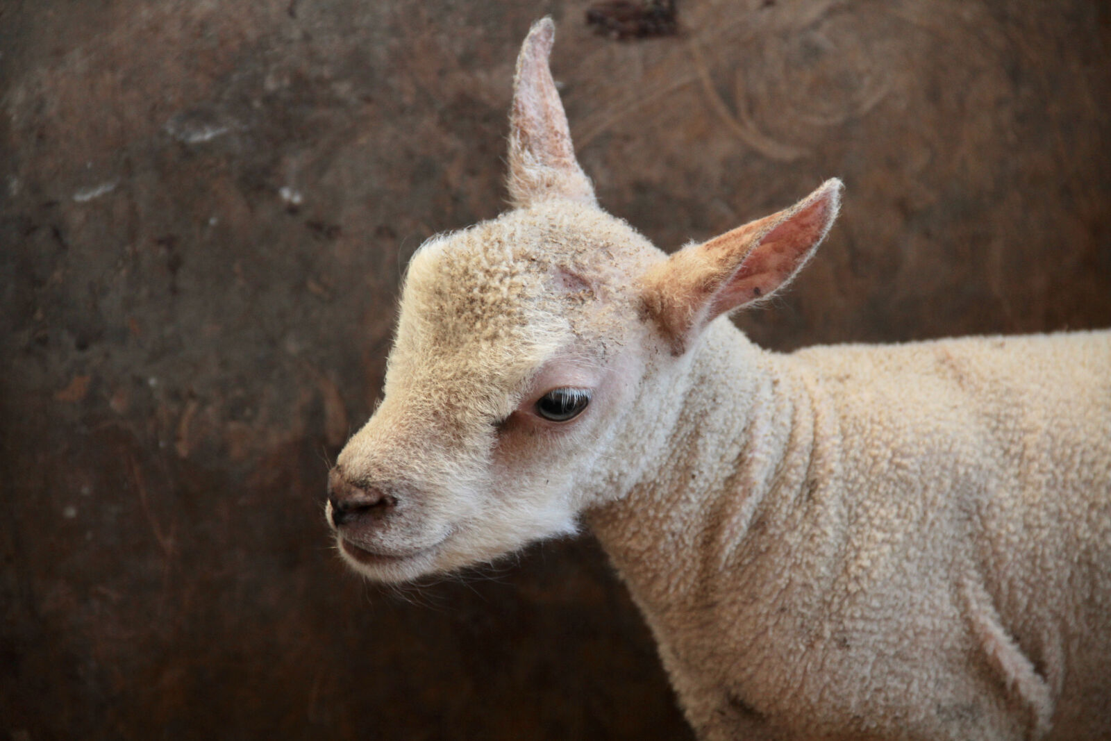 Canon EOS 7D sample photo. Fleece, lamb, sheep, spring photography