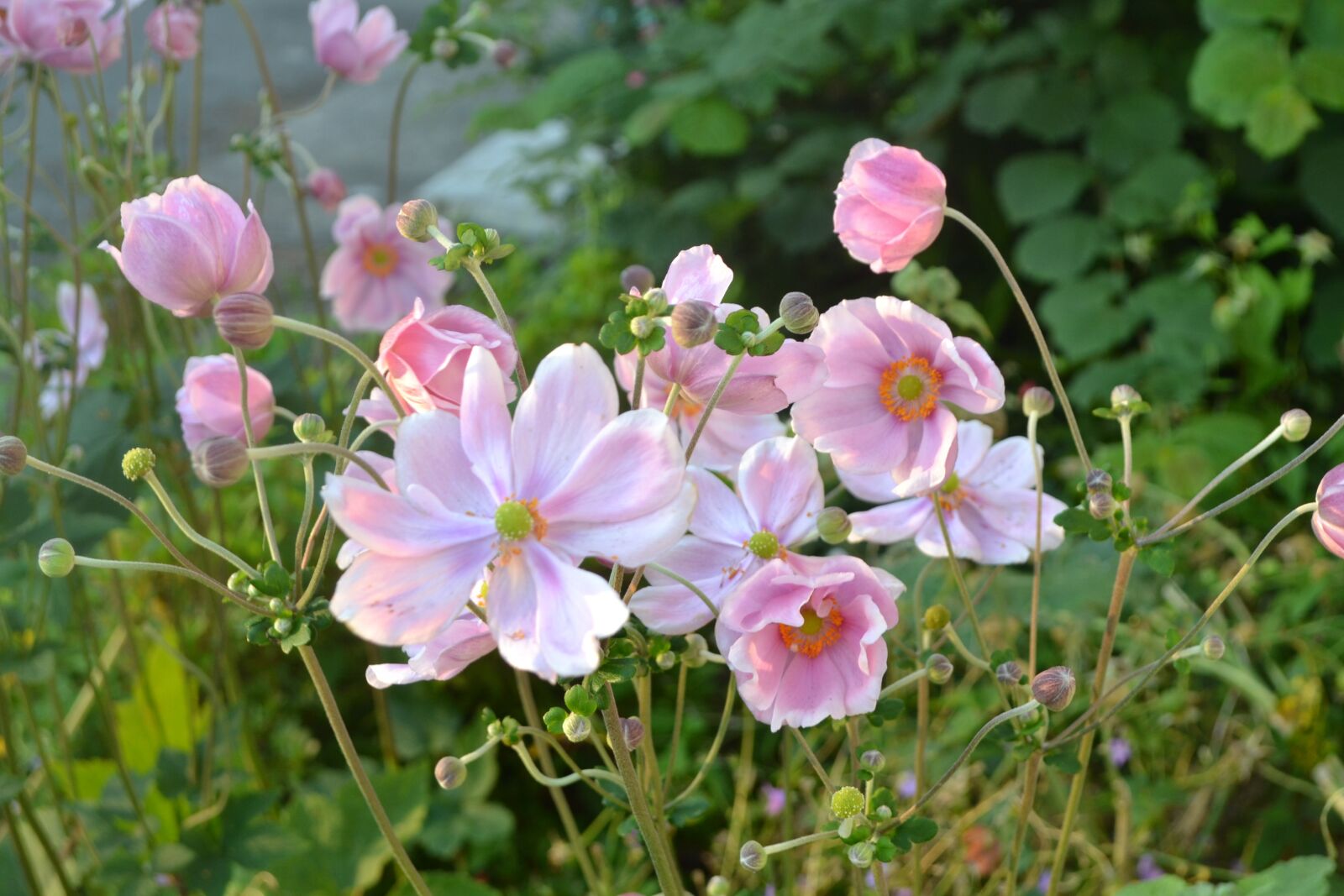 Nikon D3100 sample photo. Flower, pink, spring photography