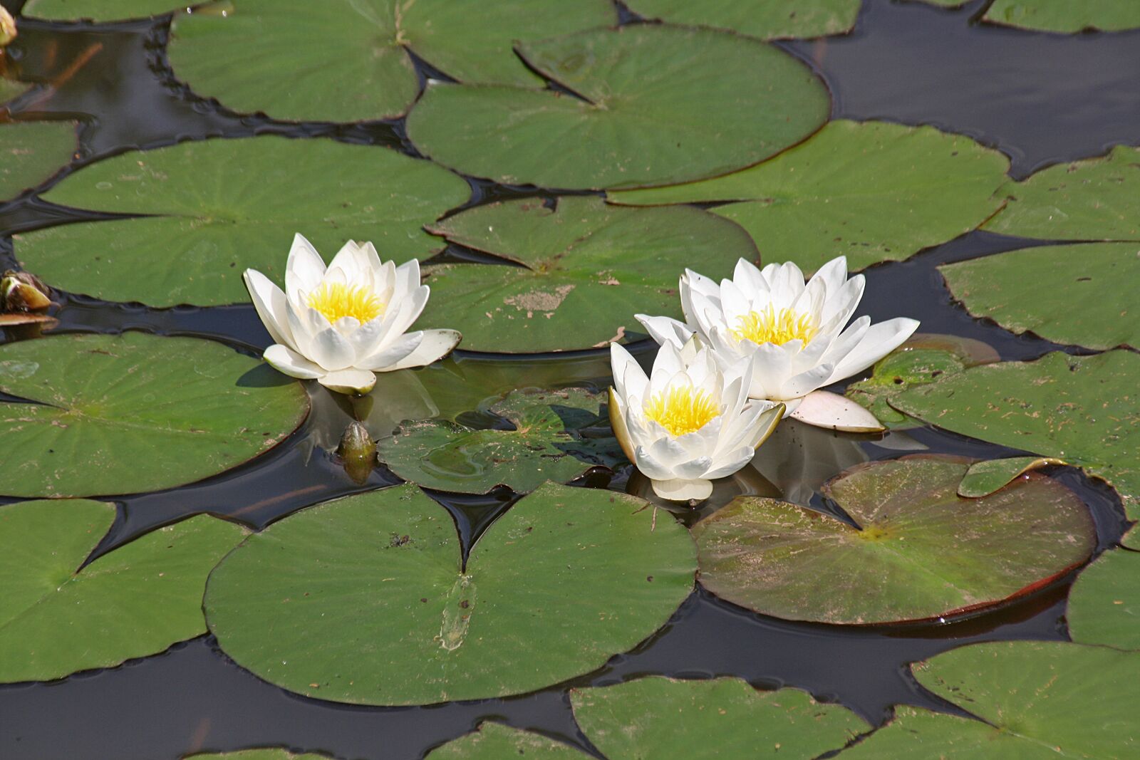 Canon EOS 1000D (EOS Digital Rebel XS / EOS Kiss F) sample photo. Water lilies water lilies photography