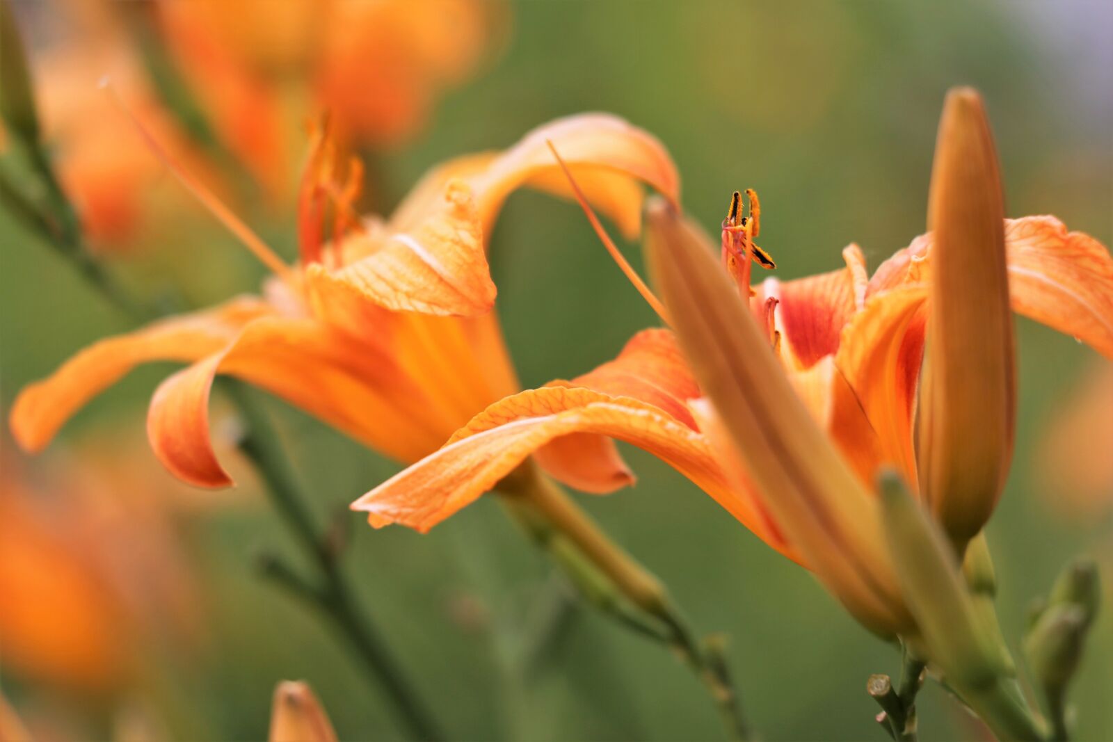 Canon EF 70-300 F4-5.6 IS II USM sample photo. Day lily, wild lily photography