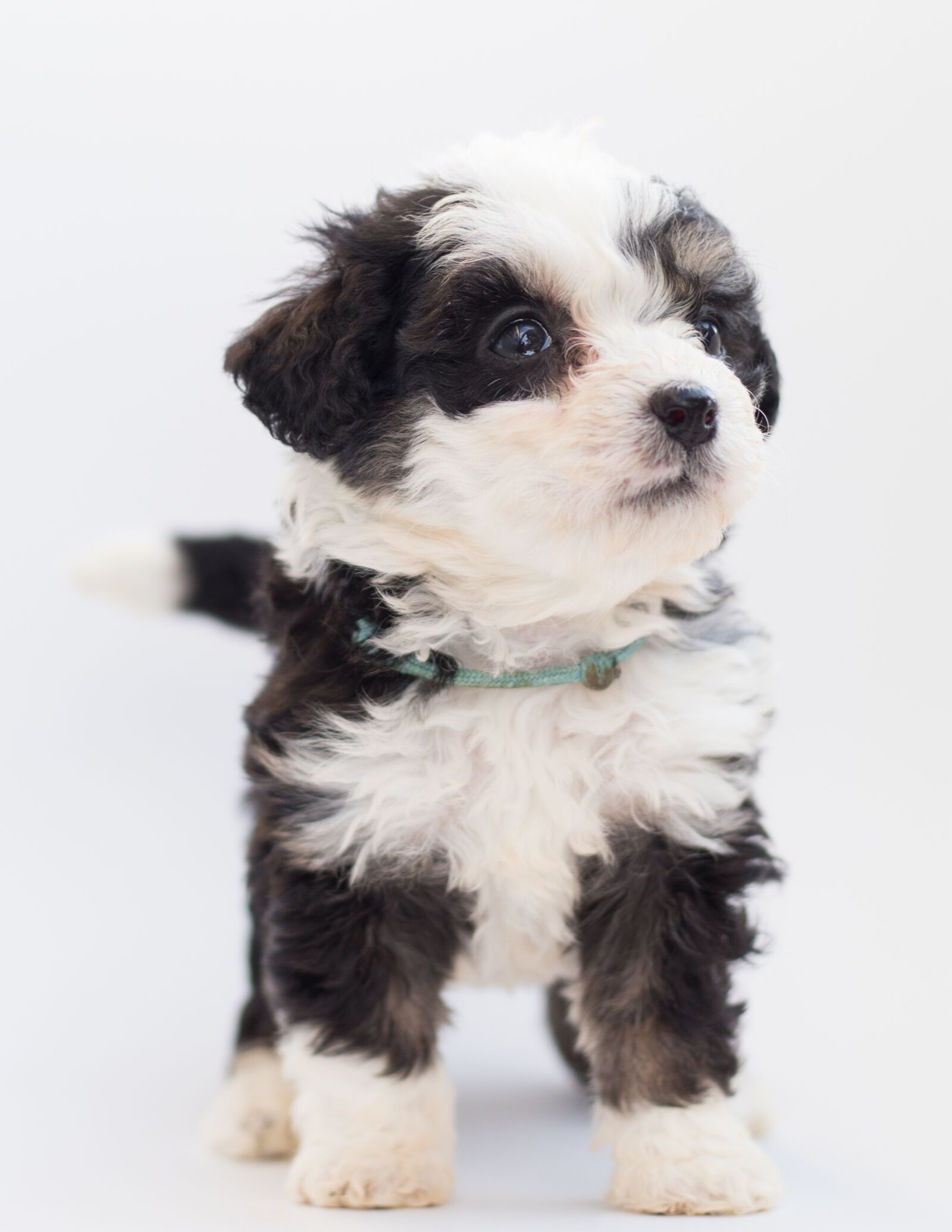 Canon EF 50mm F1.8 STM sample photo. Bernedoodle, dog, puppies photography