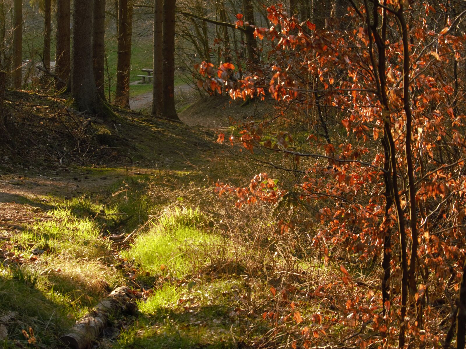Panasonic Lumix DMC-FZ200 sample photo. Forest, away, forest path photography