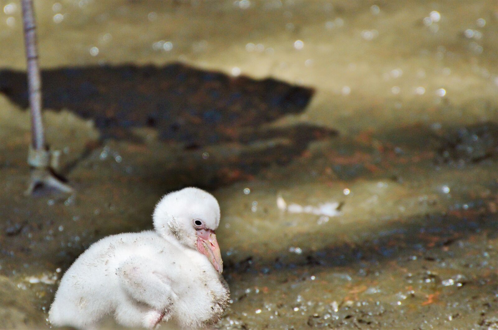 Nikon D3200 sample photo. Flamingo, young animal, bird photography