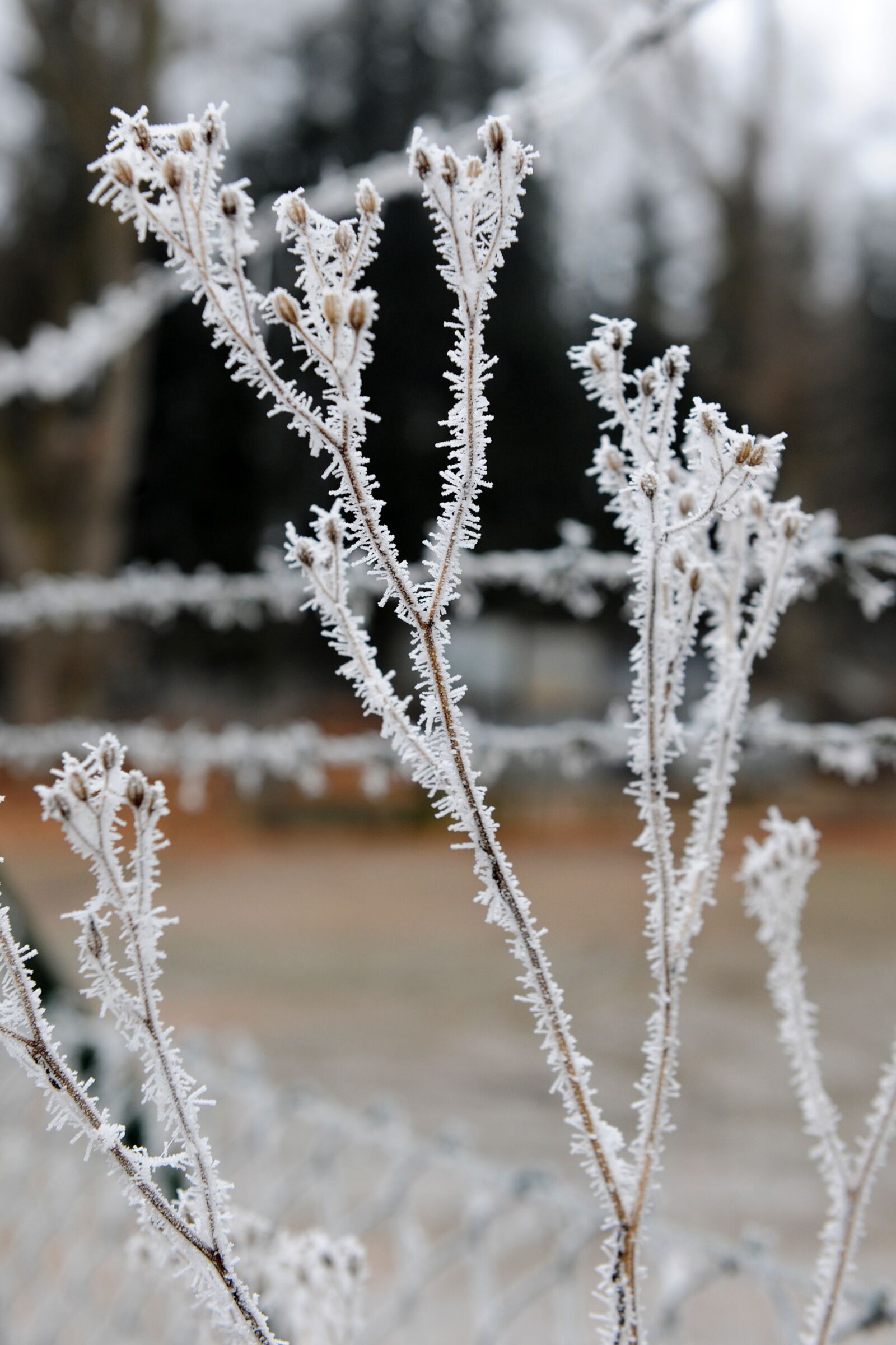 Nikon D3X sample photo. Frost, winter, cold photography