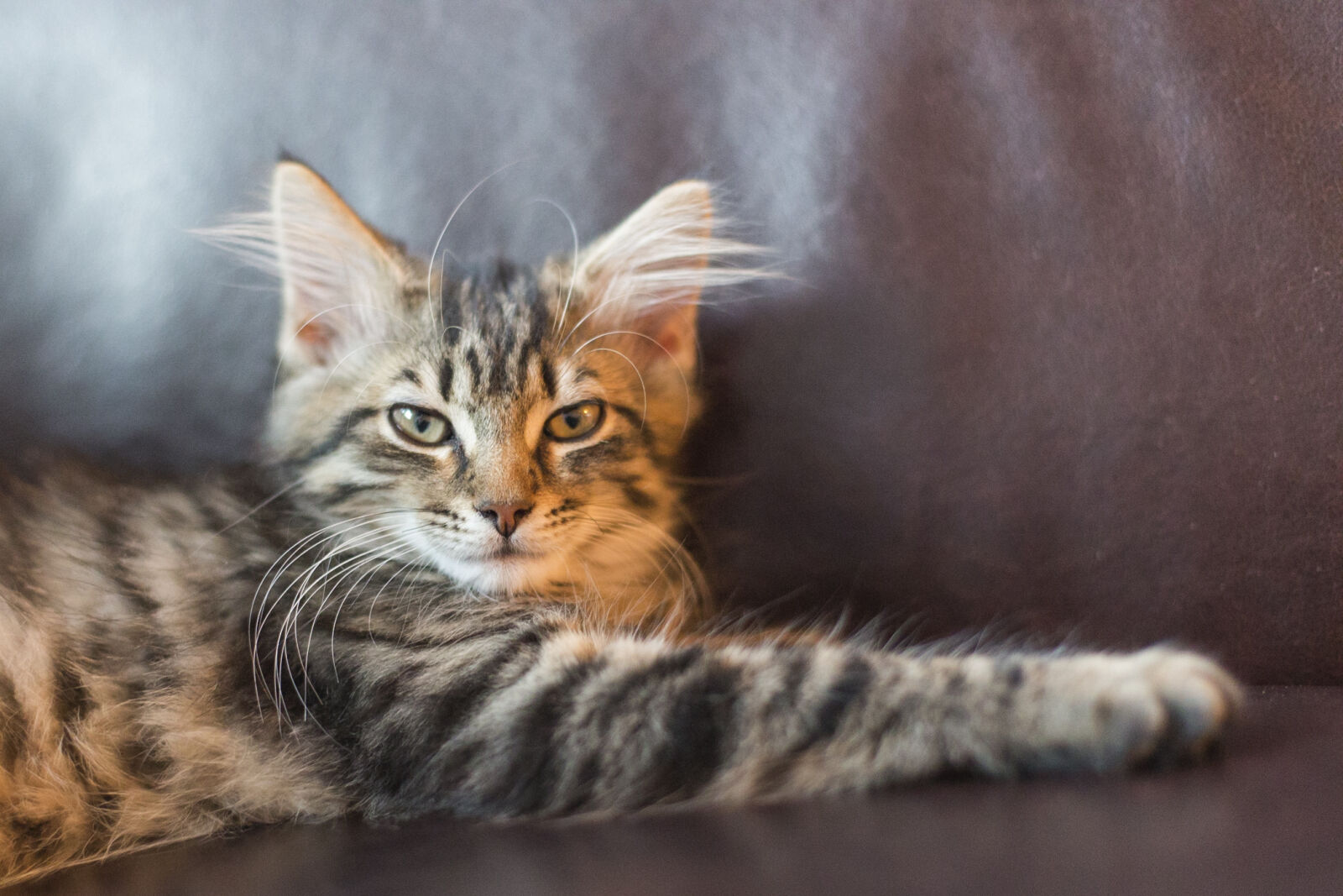 Canon EF 50mm F1.4 USM sample photo. Cat, cats, lizzi photography