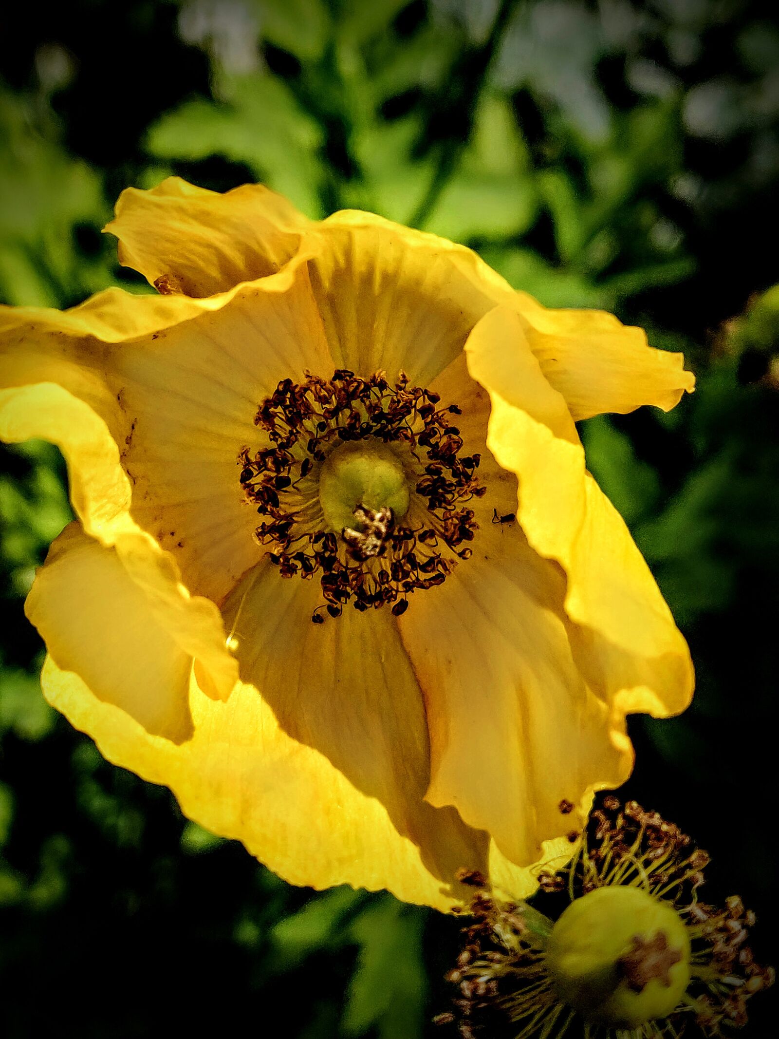 OnePlus 6 sample photo. Hornmohn, yellow, blossom photography
