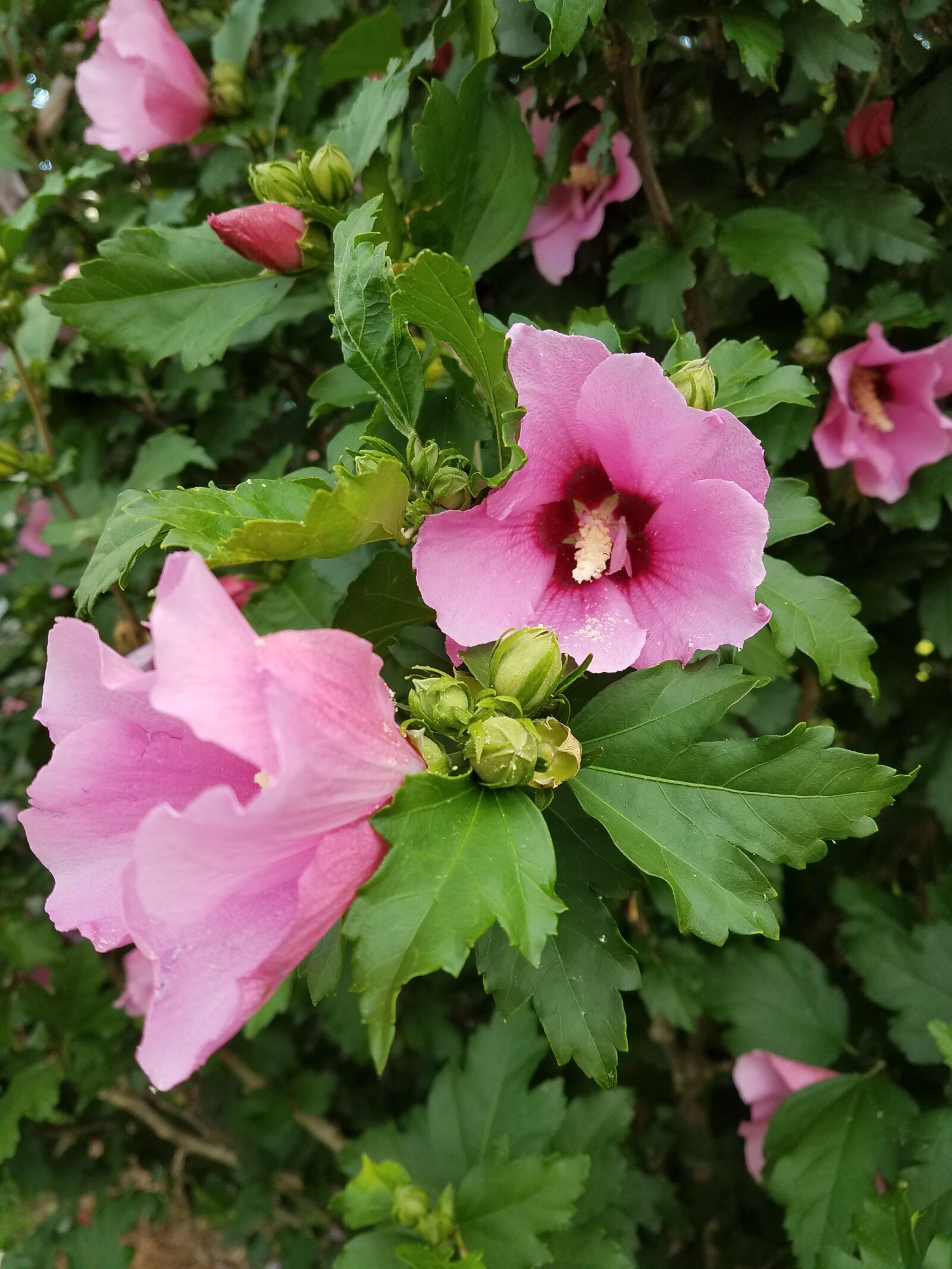 Samsung Galaxy S7 Edge sample photo. Flower, bush, plant photography
