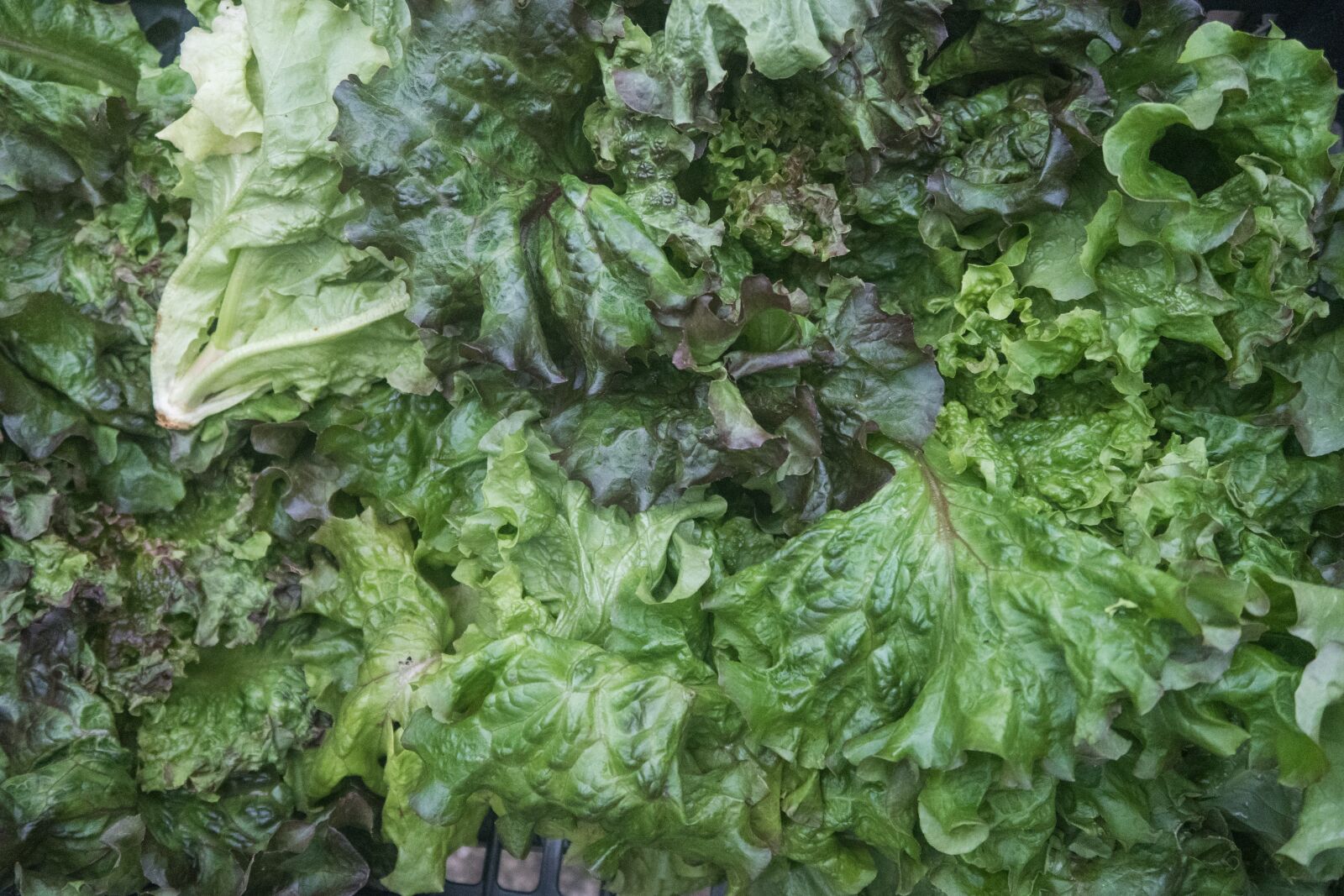 Canon PowerShot G7 X Mark II sample photo. Salad, lettuce, green photography