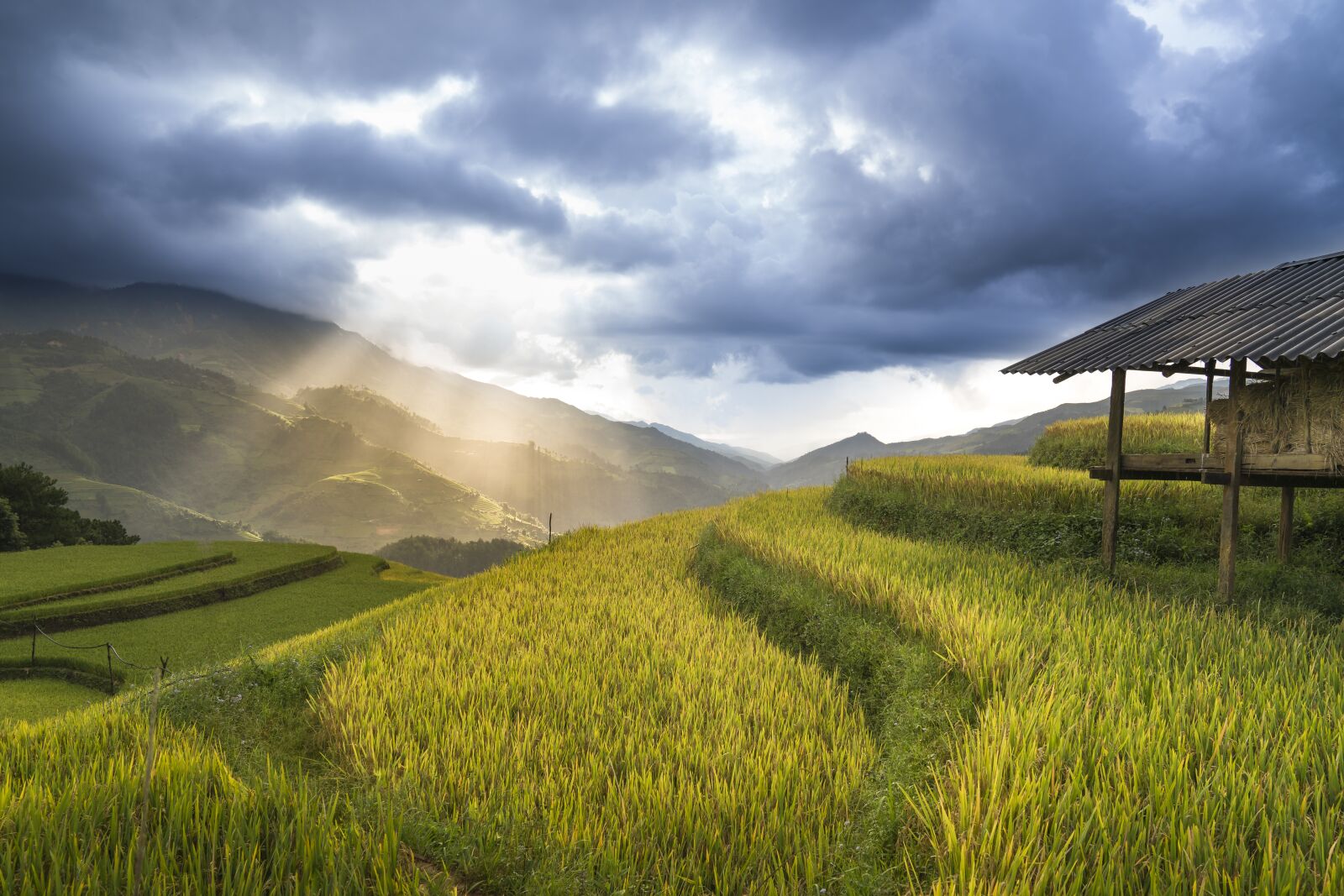 Sony a7R II + Sony FE 24-70mm F2.8 GM sample photo. Vietnam, rice, rice field photography