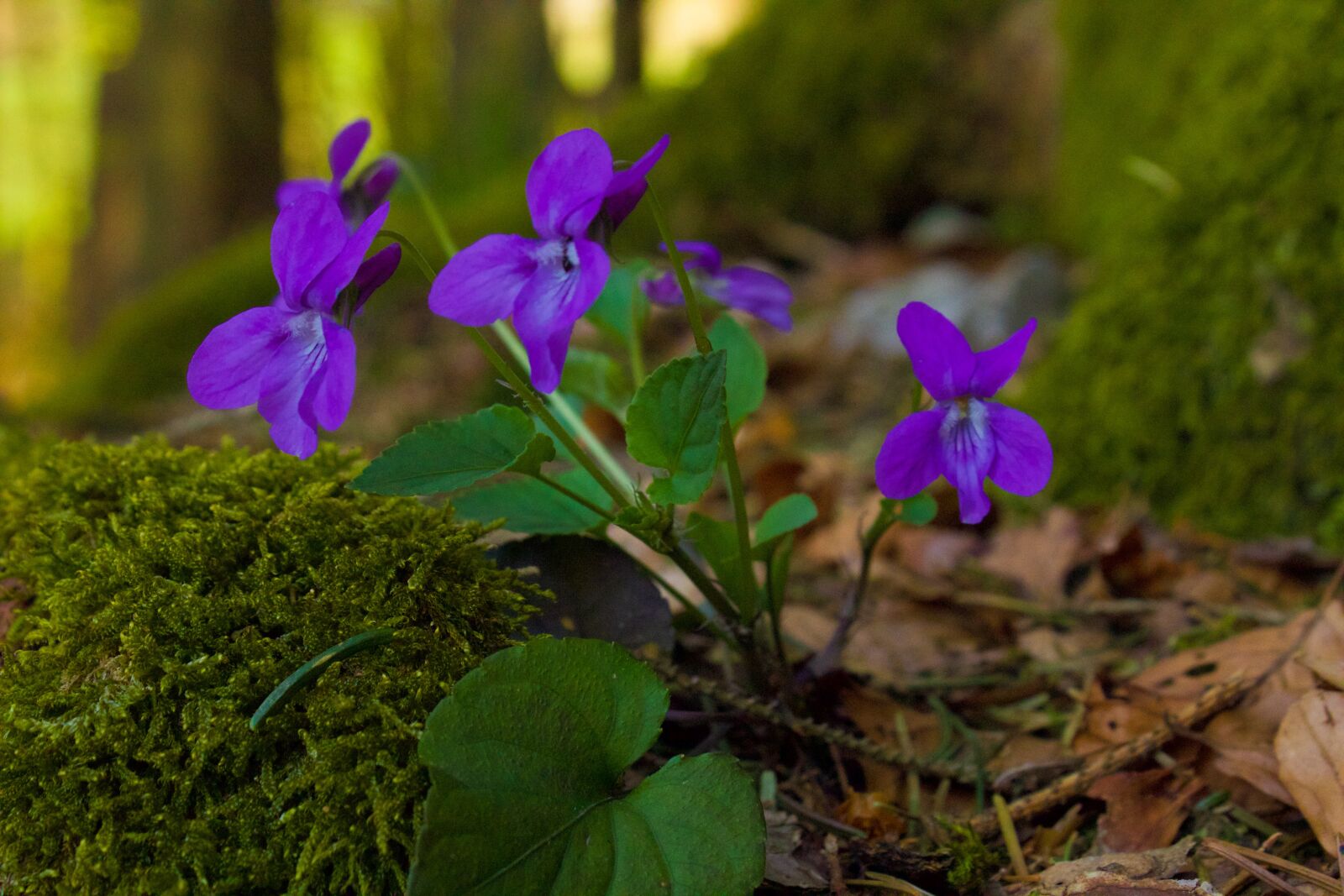Canon EOS 600D (Rebel EOS T3i / EOS Kiss X5) sample photo. Plant, nature, forest photography