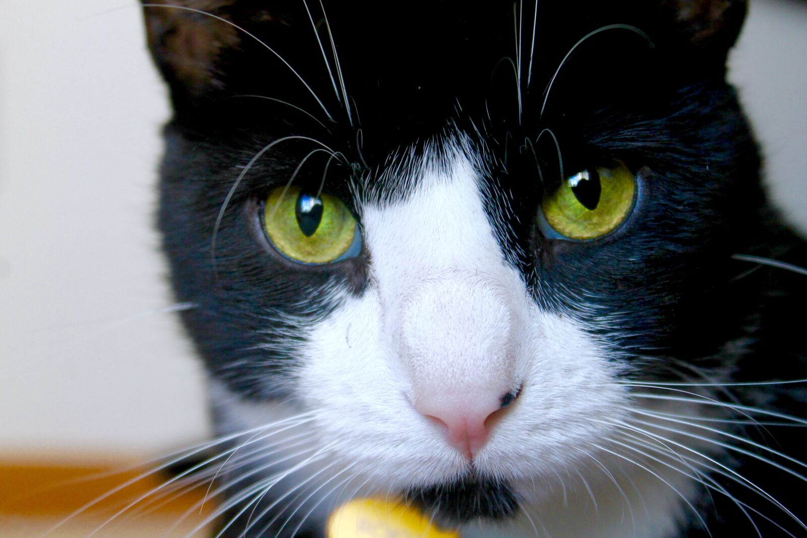 Canon EOS 1100D (EOS Rebel T3 / EOS Kiss X50) sample photo. Black, cat, feline, green photography