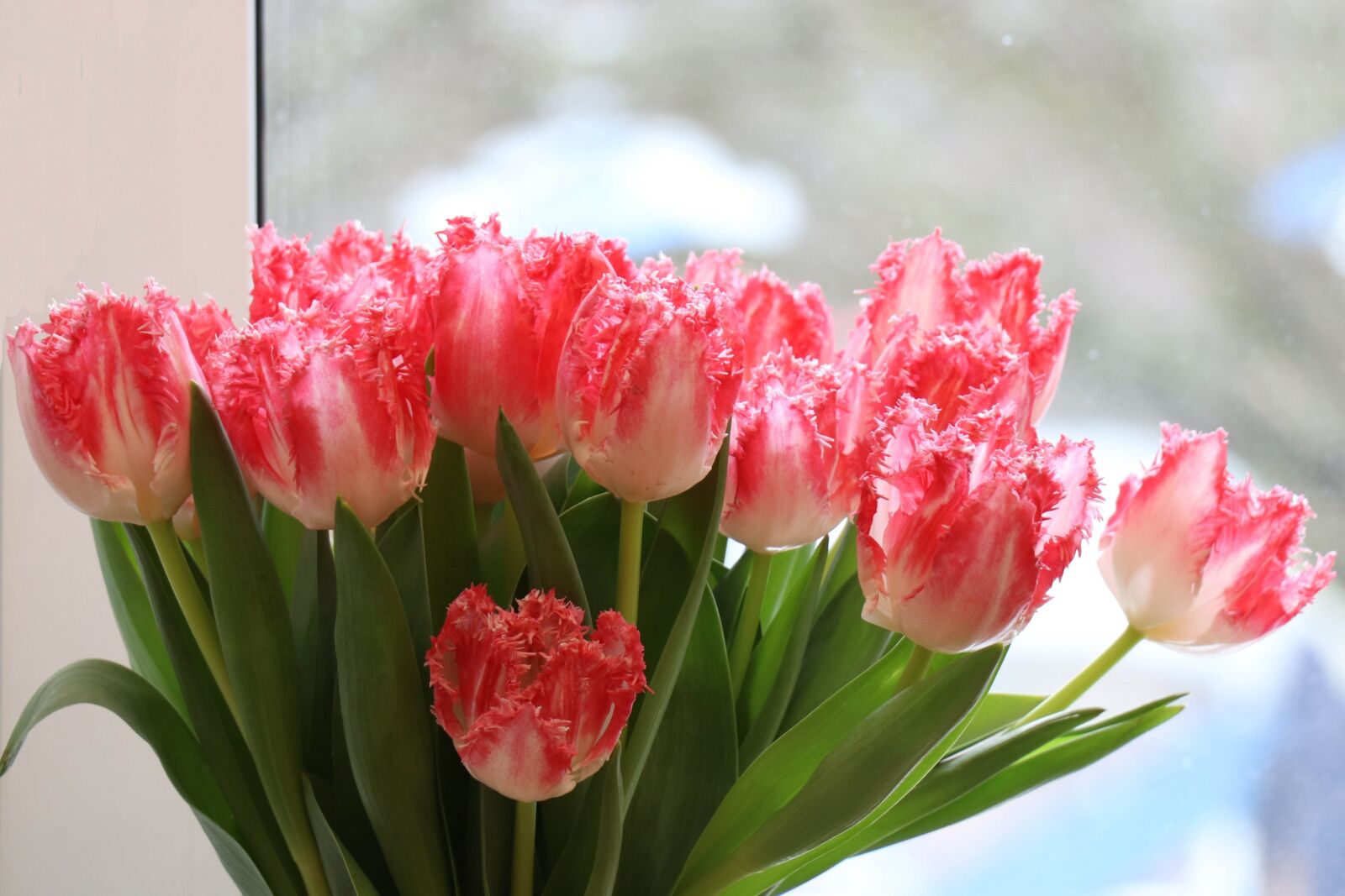 Canon EOS 77D (EOS 9000D / EOS 770D) sample photo. Tulips, bouquet, window photography