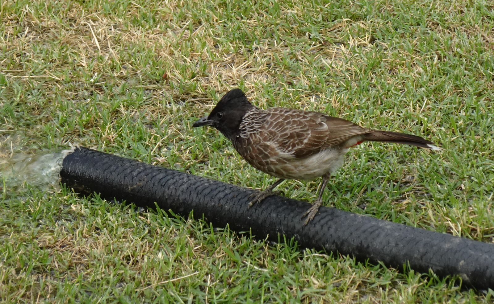 Sony DSC-WX800 sample photo. Bird, bulbul, red-vented photography