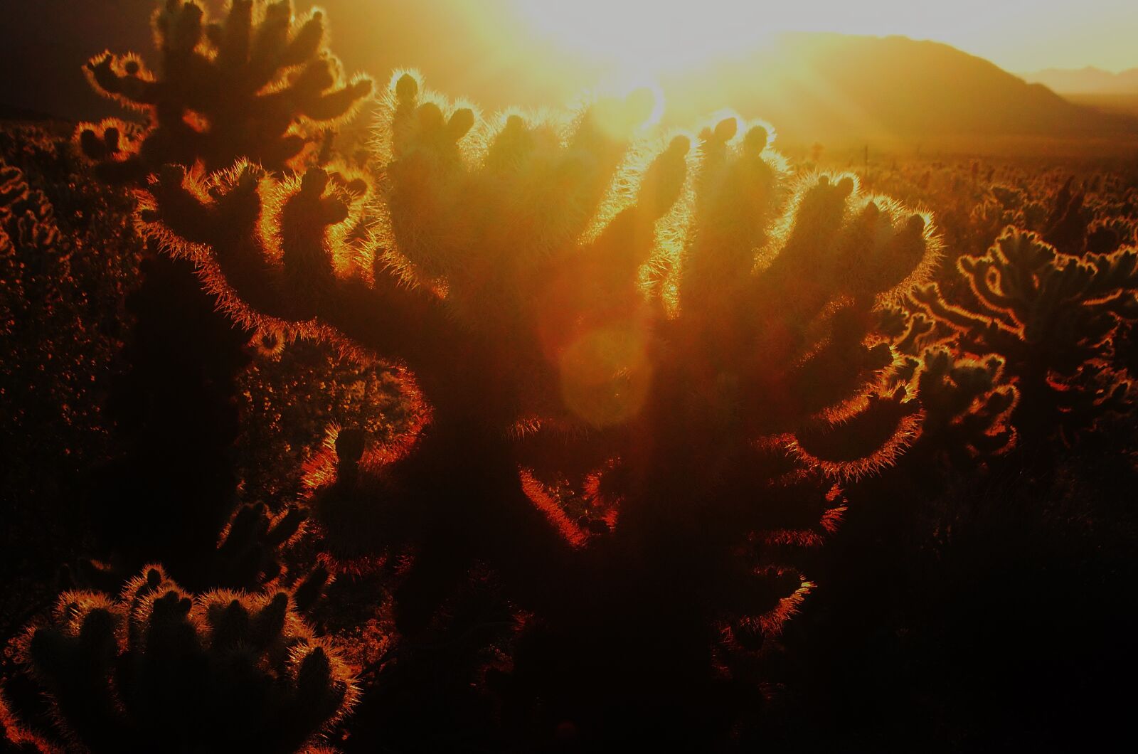 Nikon D5100 sample photo. Cholla cactus, joshua tree photography