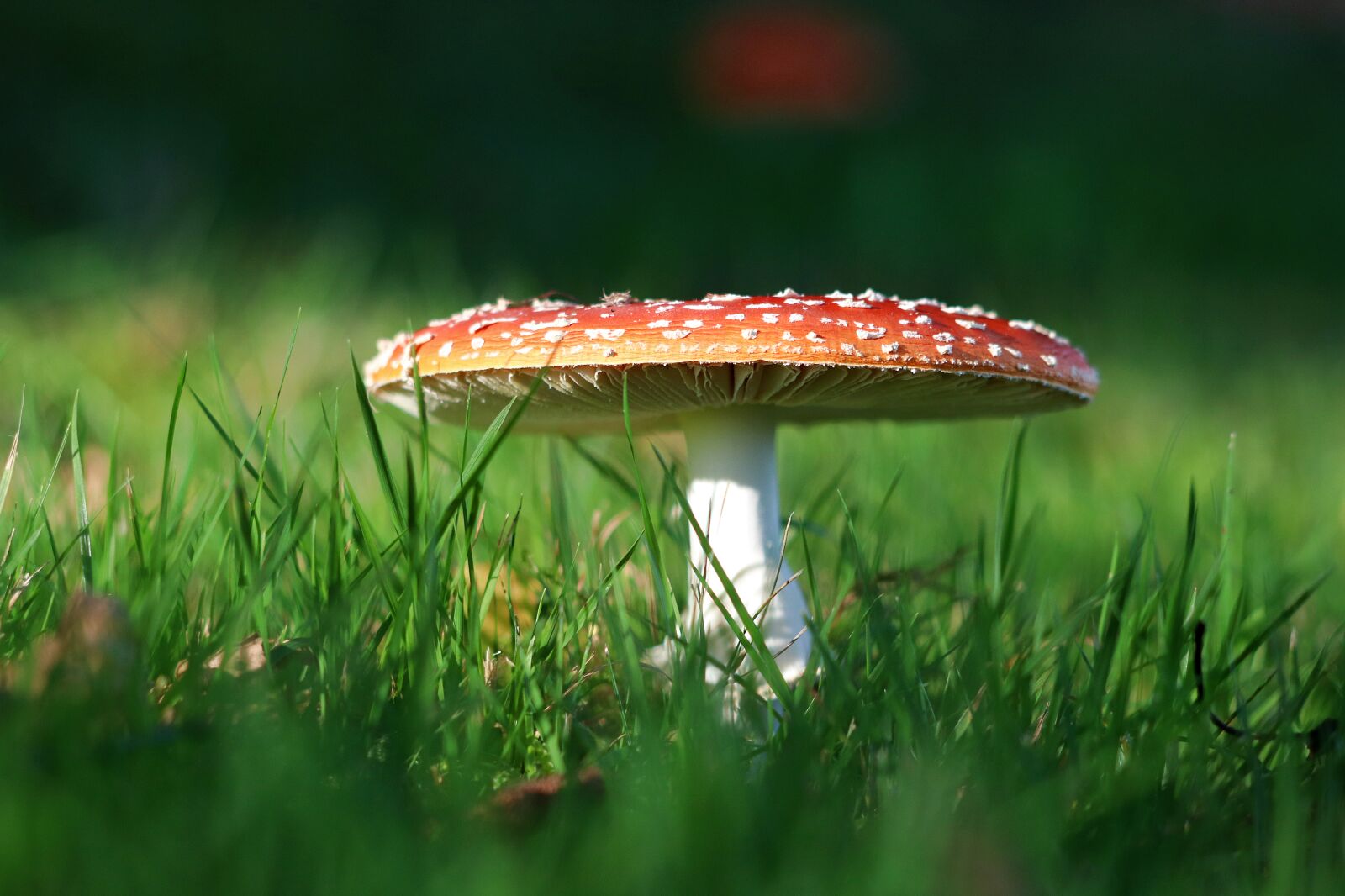 Canon EF 70-300 F4-5.6 IS II USM sample photo. Fly agaric, toxic, autumn photography