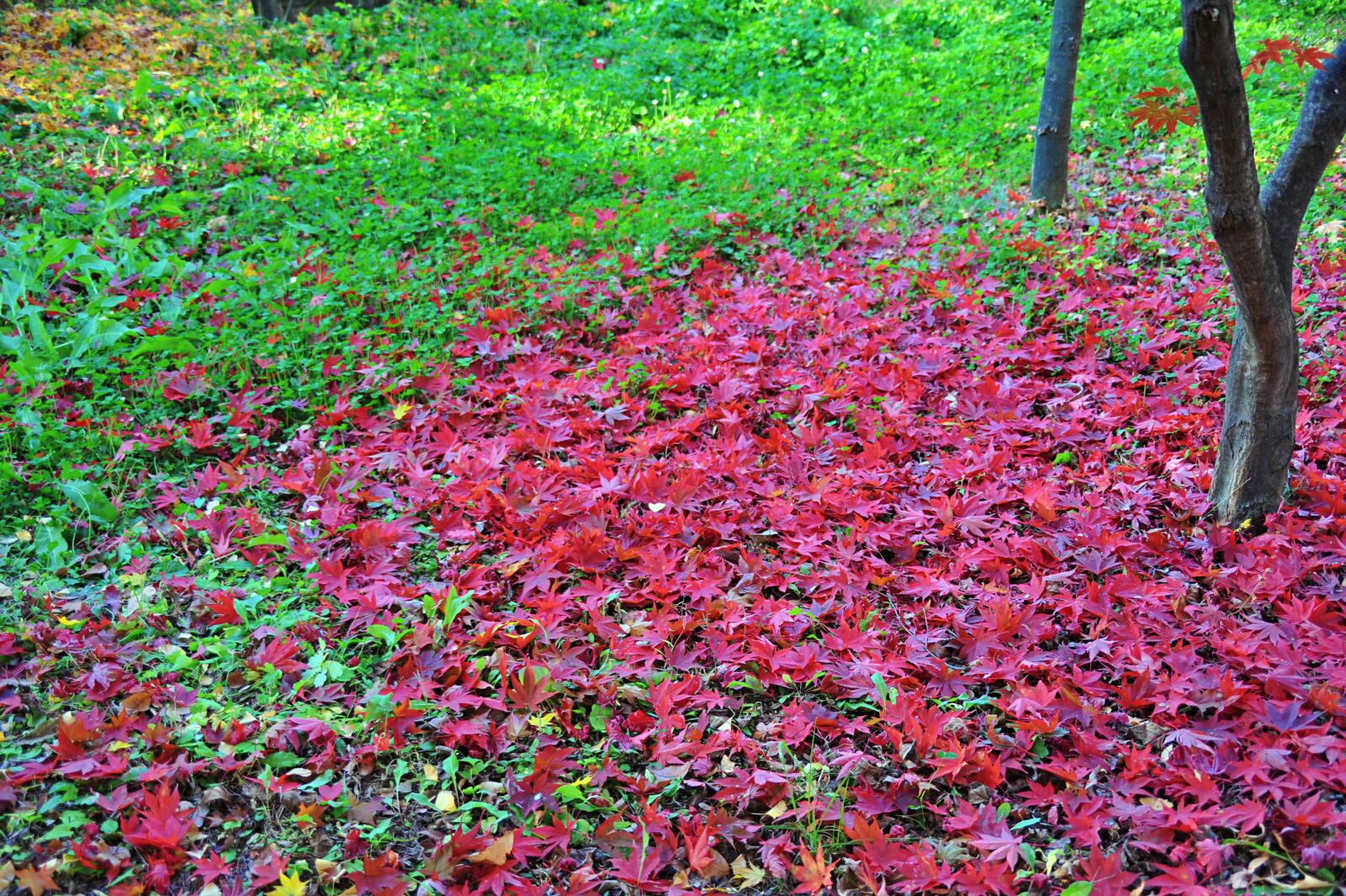 Nikon D700 sample photo. Autumn leaves, leaves, red photography