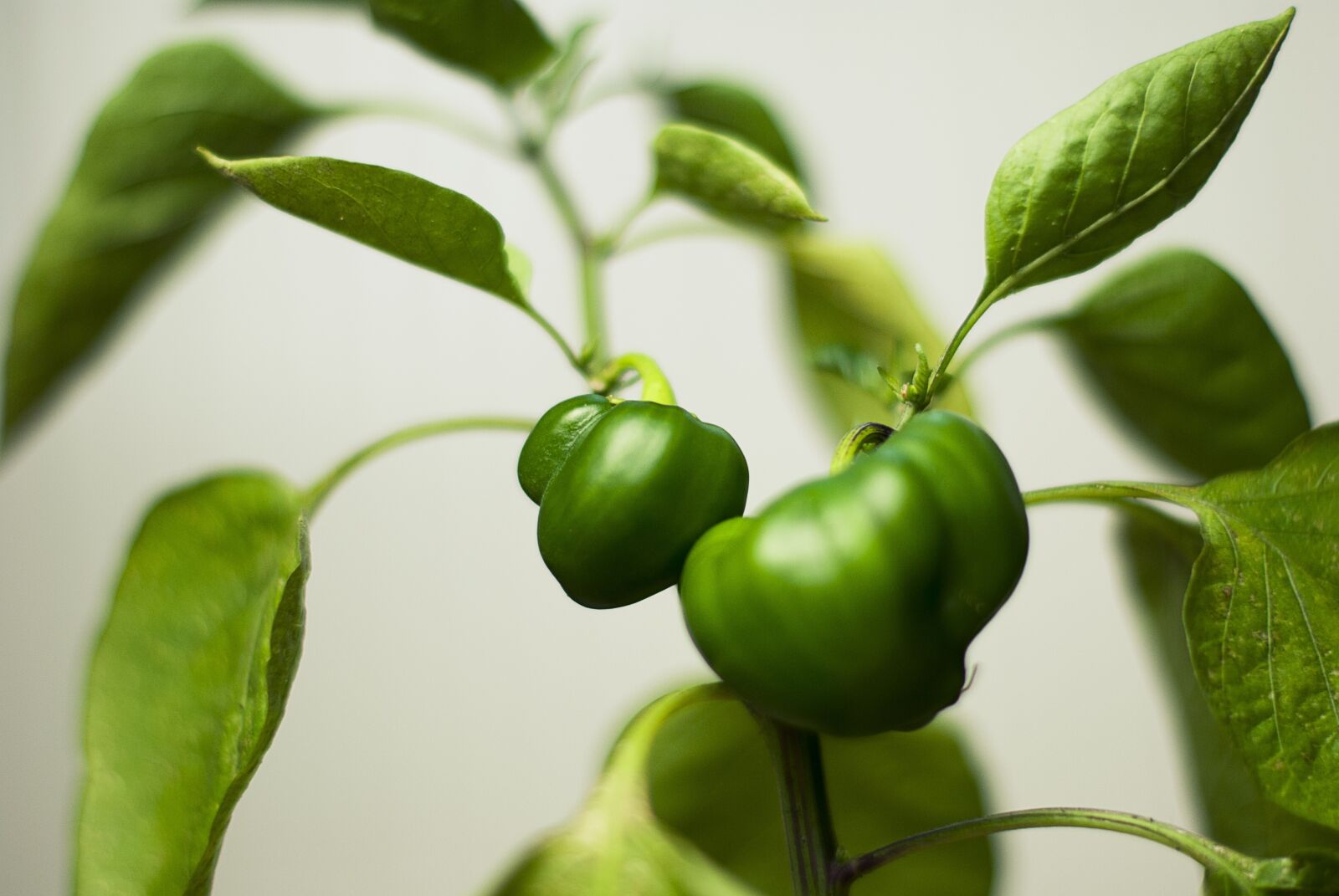 Nikon D60 sample photo. Green, plant, leaves photography