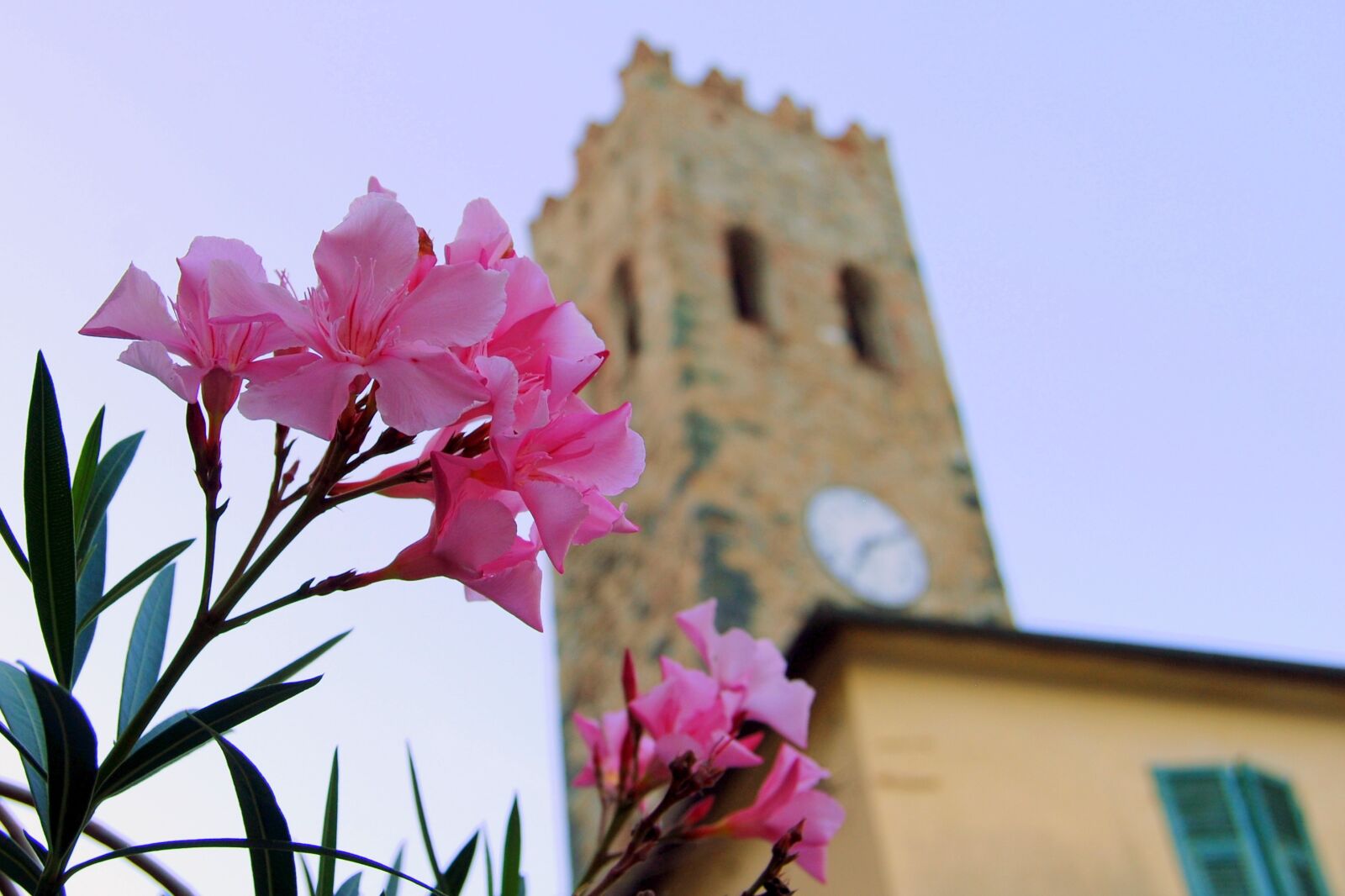 Nikon D60 sample photo. Flower, torre, watch photography