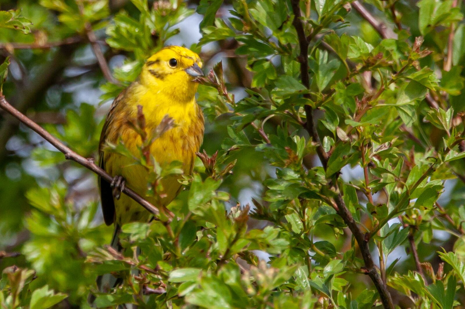 150-600mm F5-6.3 DG OS HSM | Contemporary 015 sample photo. Female yellowhammer, yellowhamer, perched photography