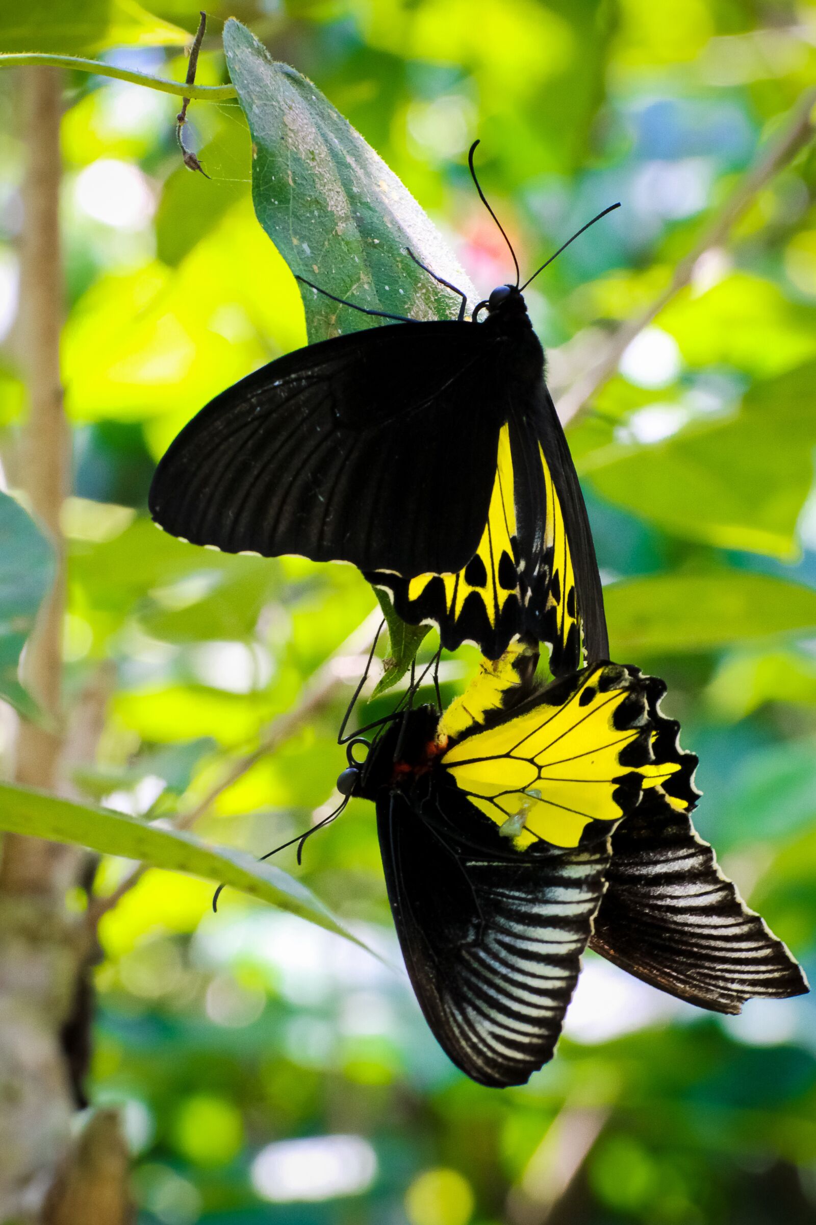 Canon EOS 50D sample photo. Butterfly, beautyfull, bali photography