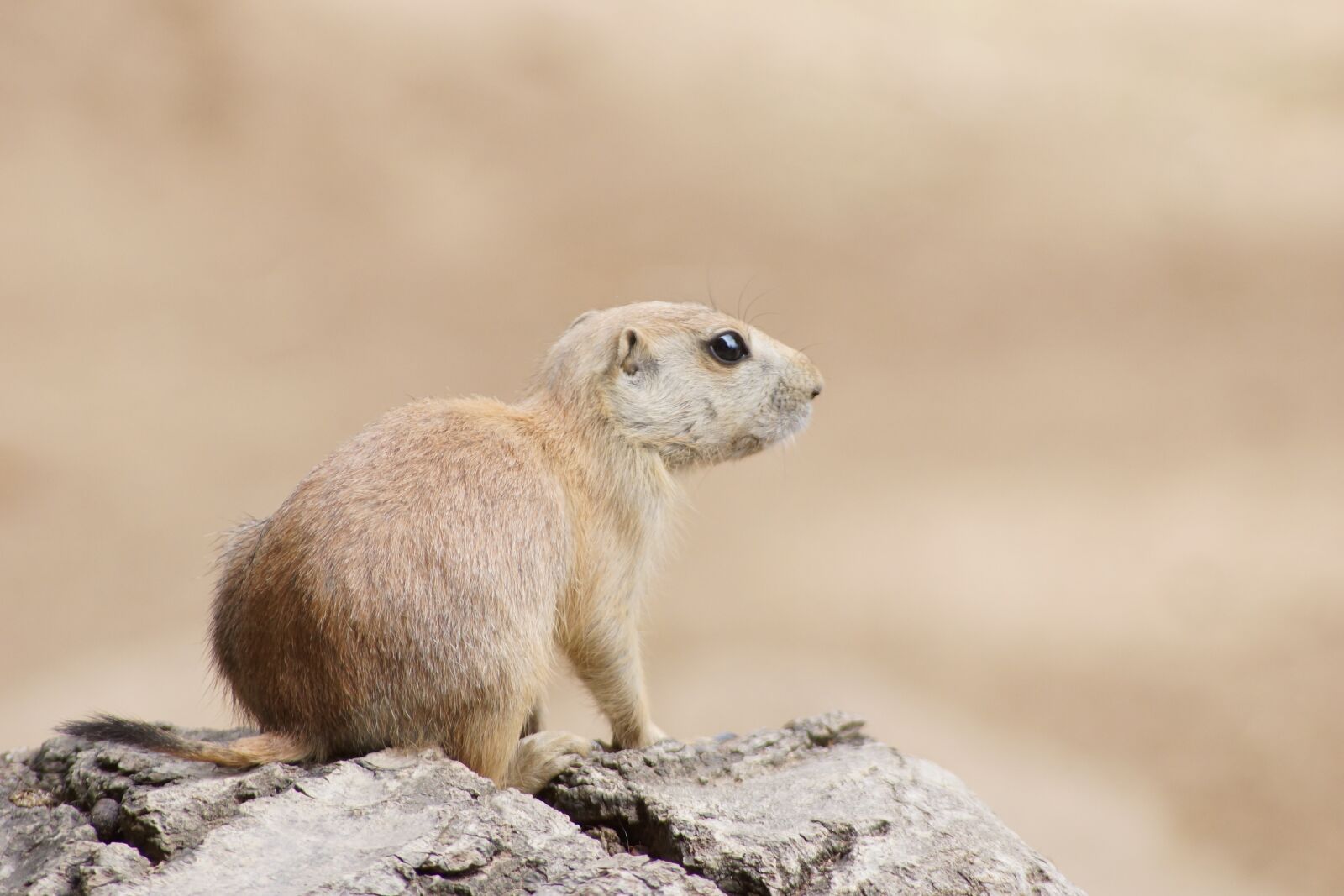 Sony SLT-A77 sample photo. Prairie dog, zoo, rodent photography