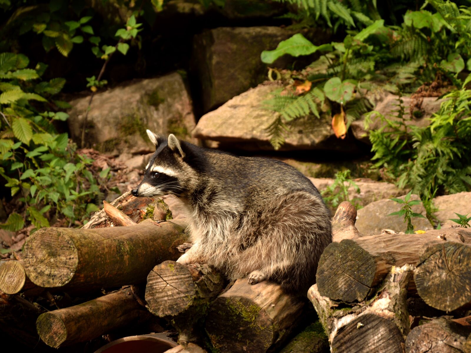 Nikon D5200 sample photo. Raccoon, wild animal, animals photography