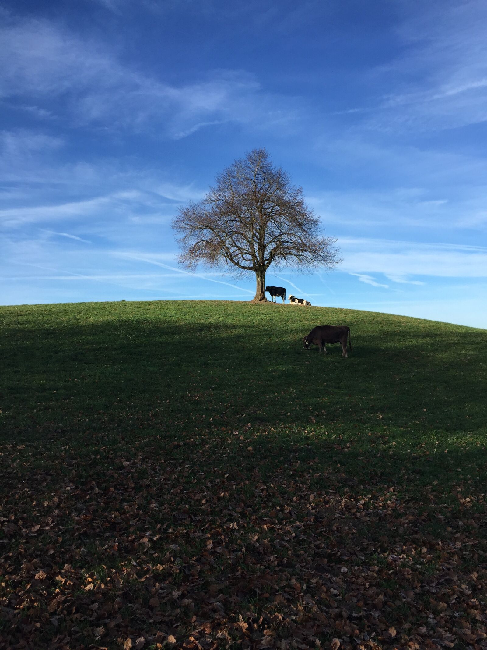 Apple iPhone 6 sample photo. Nature, switzerland, mountain summer photography