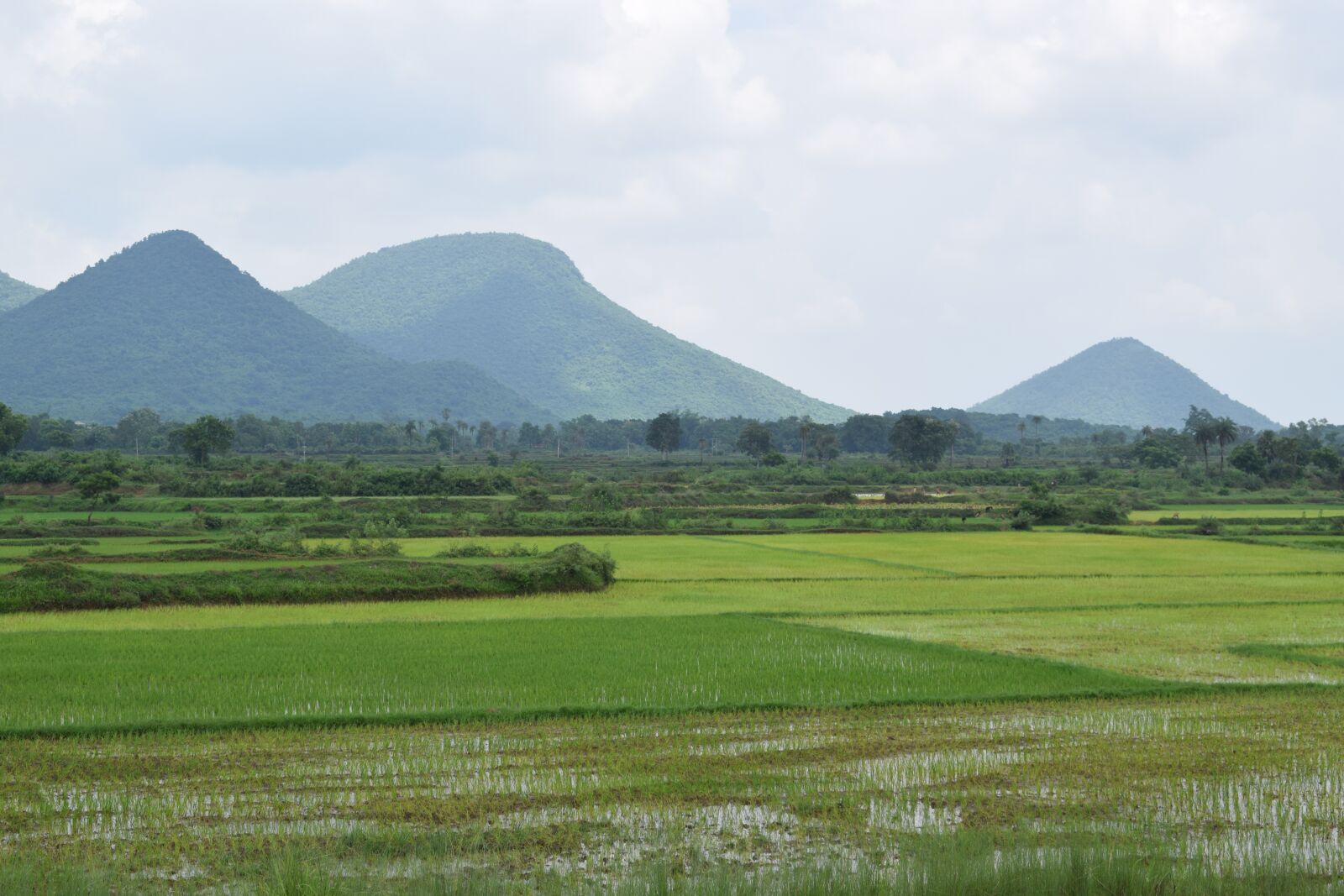 Nikon D3300 sample photo. Farming, indian, odisha photography