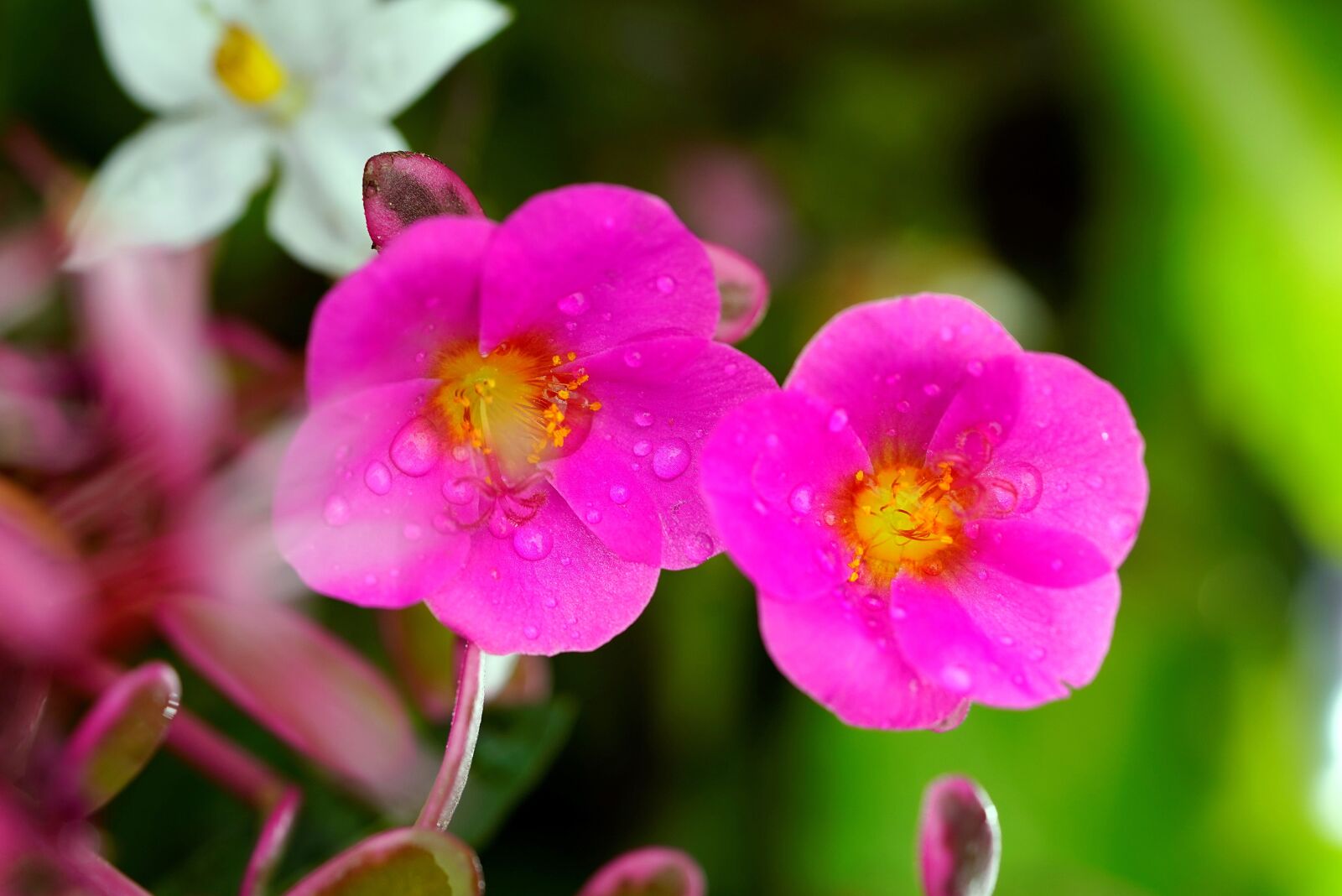 Sony FE 90mm F2.8 Macro G OSS sample photo. Romance, rose, love photography